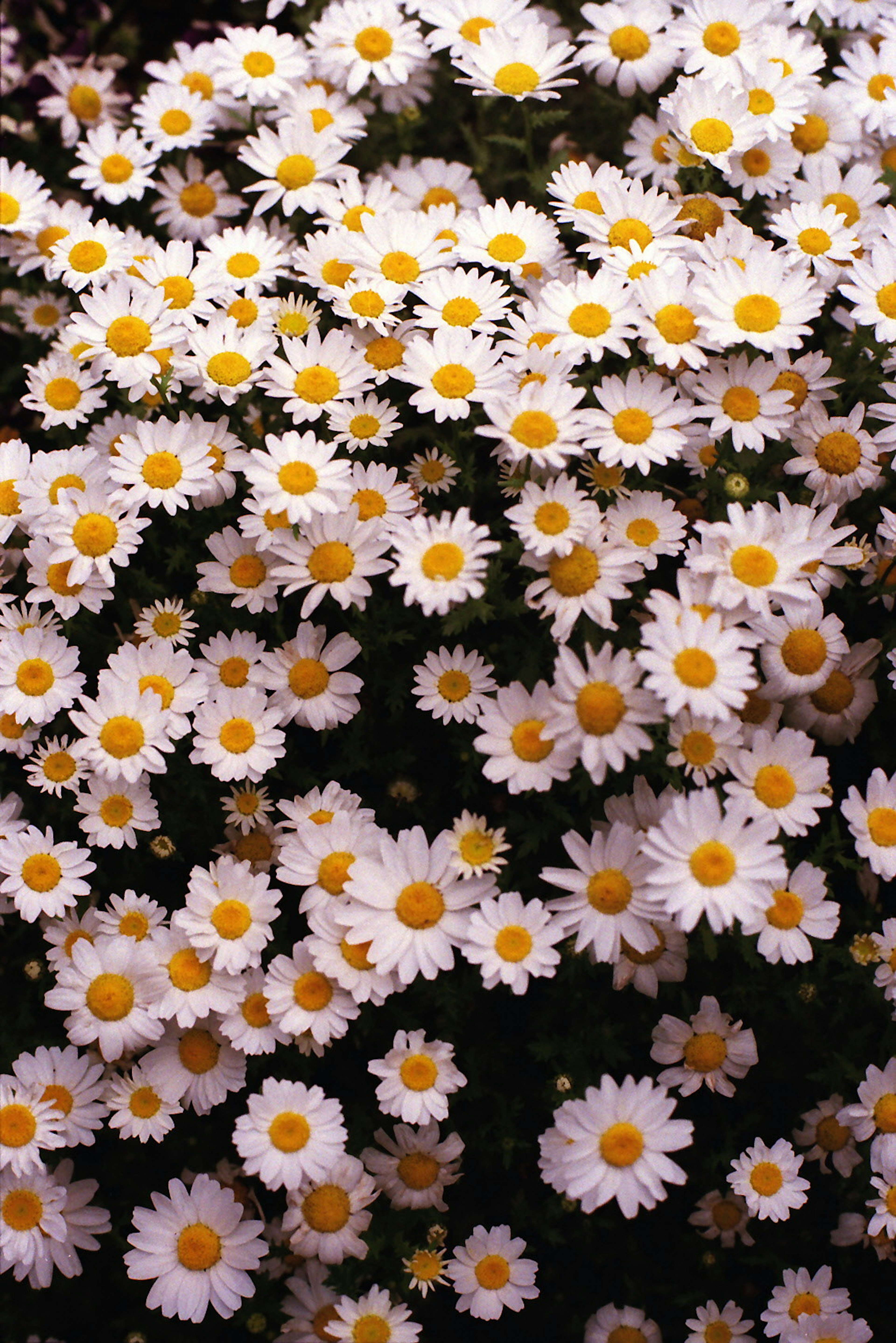 A vibrant display of daisies with white petals and yellow centers