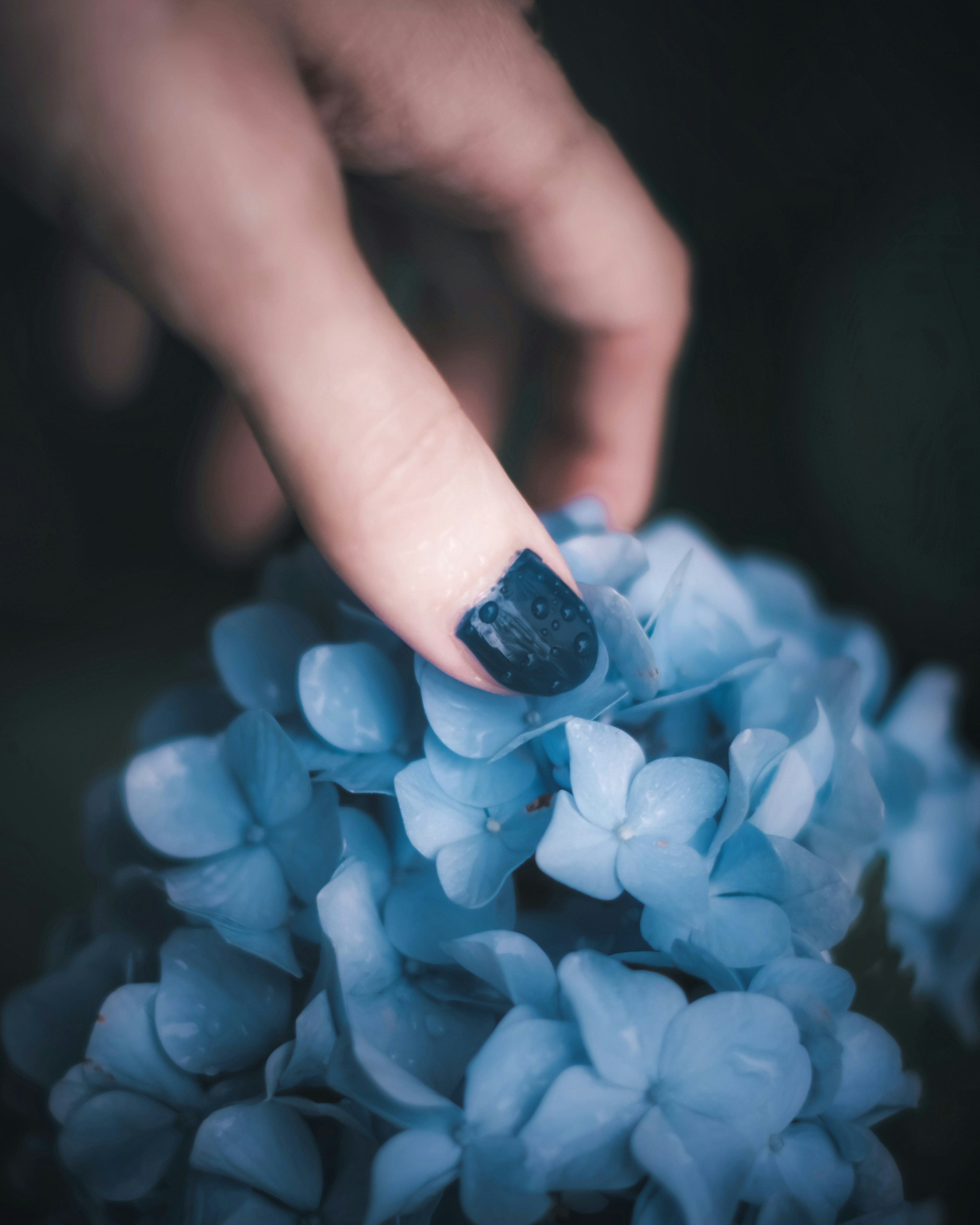 手の指が青いあじさいの花に触れている画像