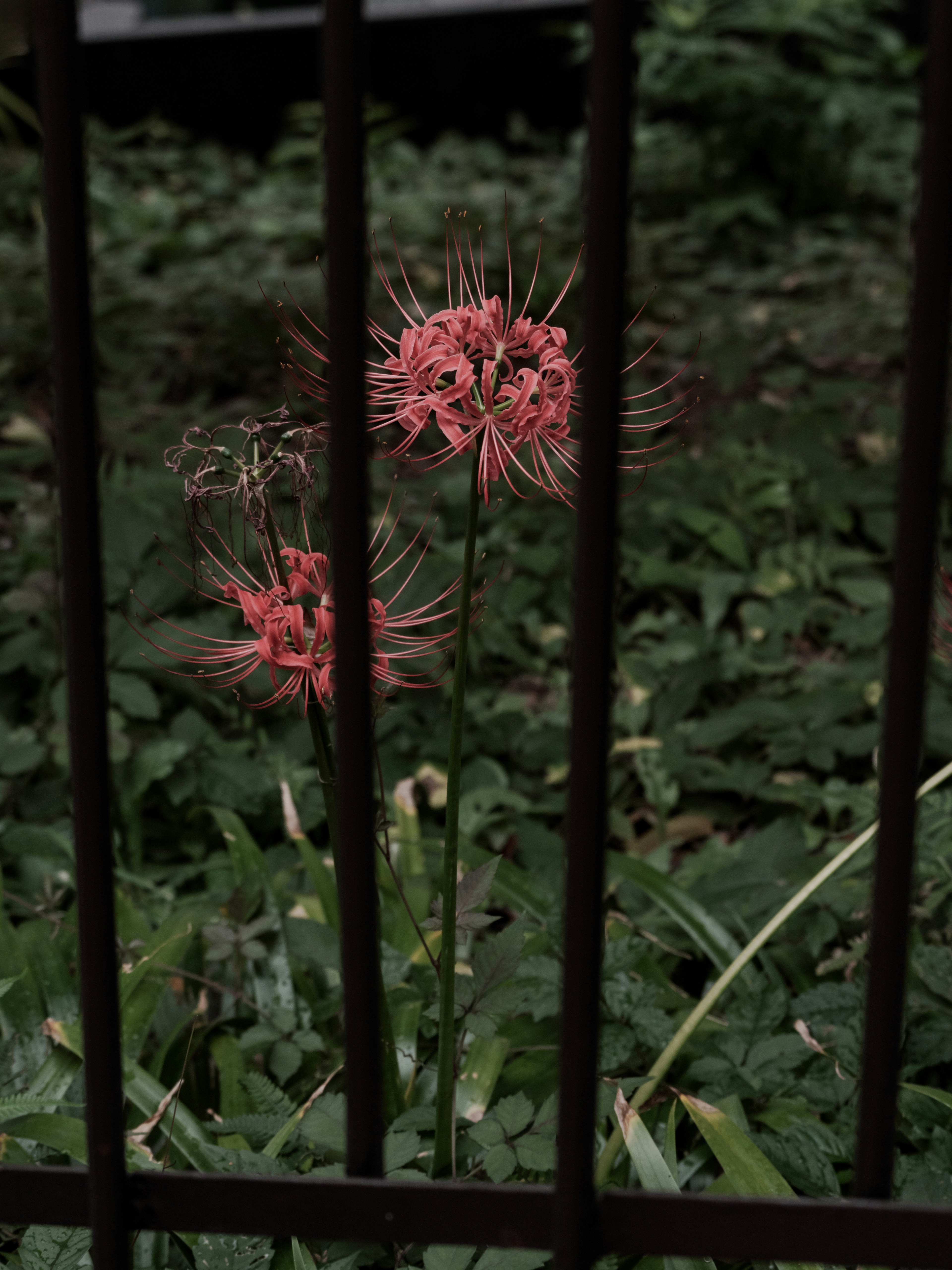 Fleurs rouges et feuilles vertes vues à travers des barreaux en fer