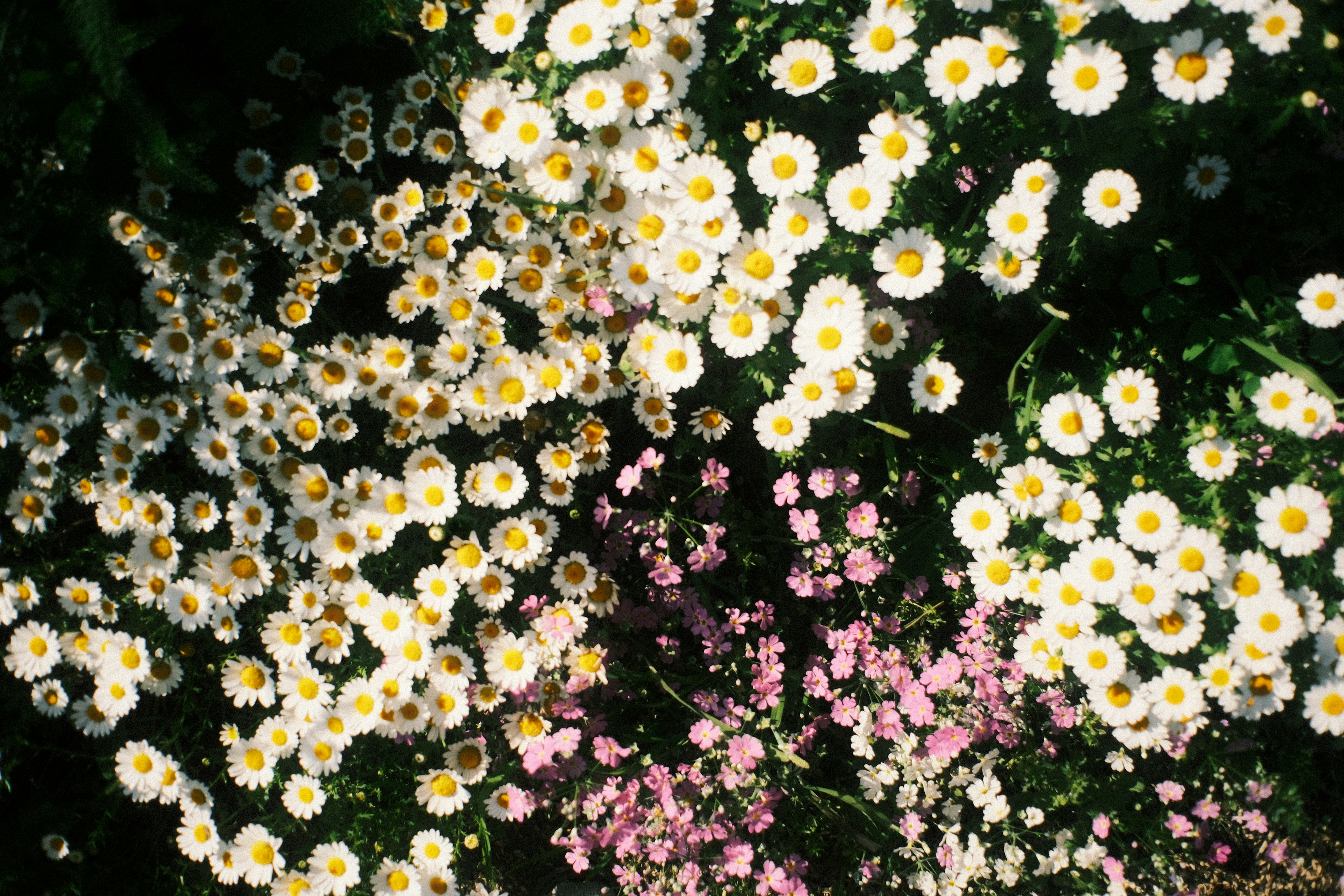 白い花とピンクの花が混在する美しい風景