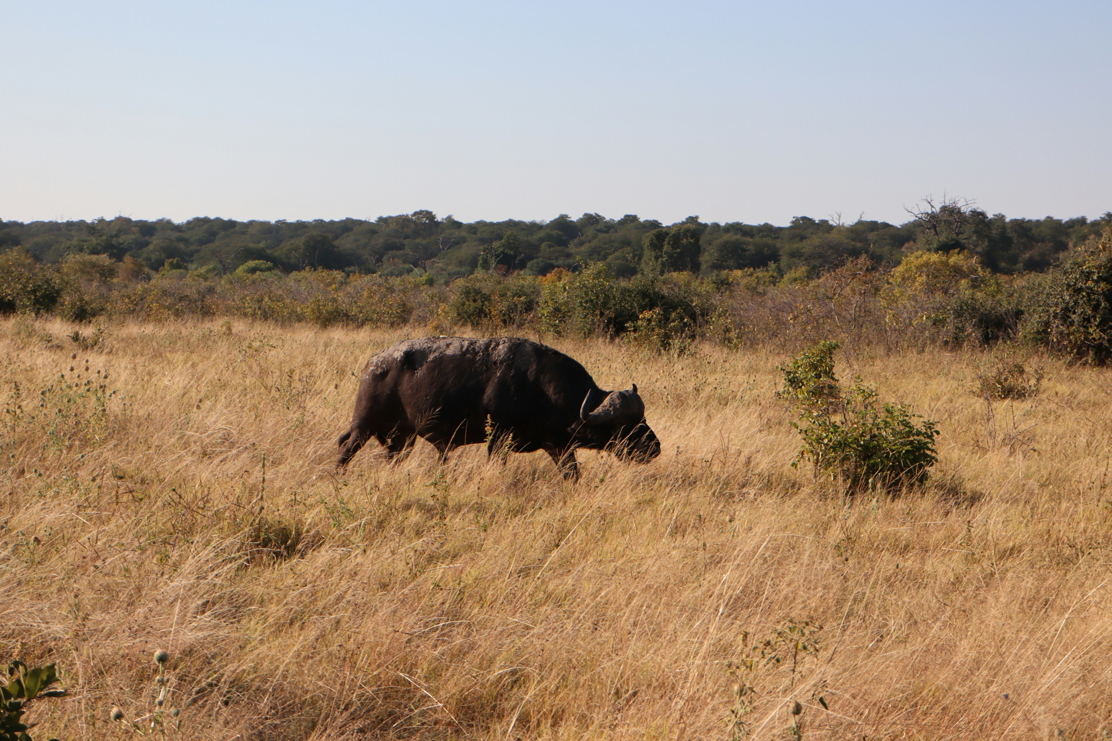 Un buffle noir broutant dans un champ herbeux