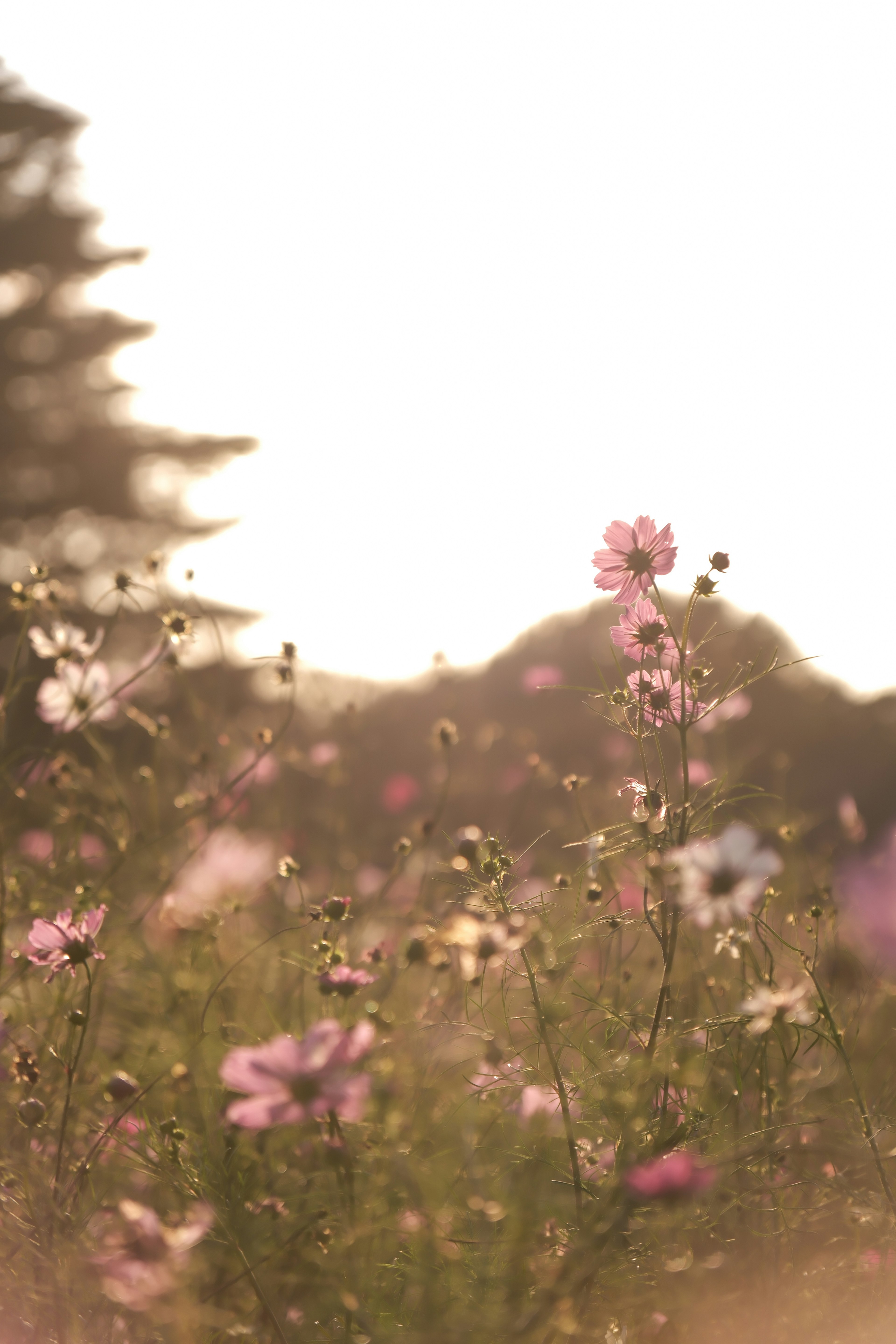 Un campo de flores de cosmos florecientes bañado en luz suave