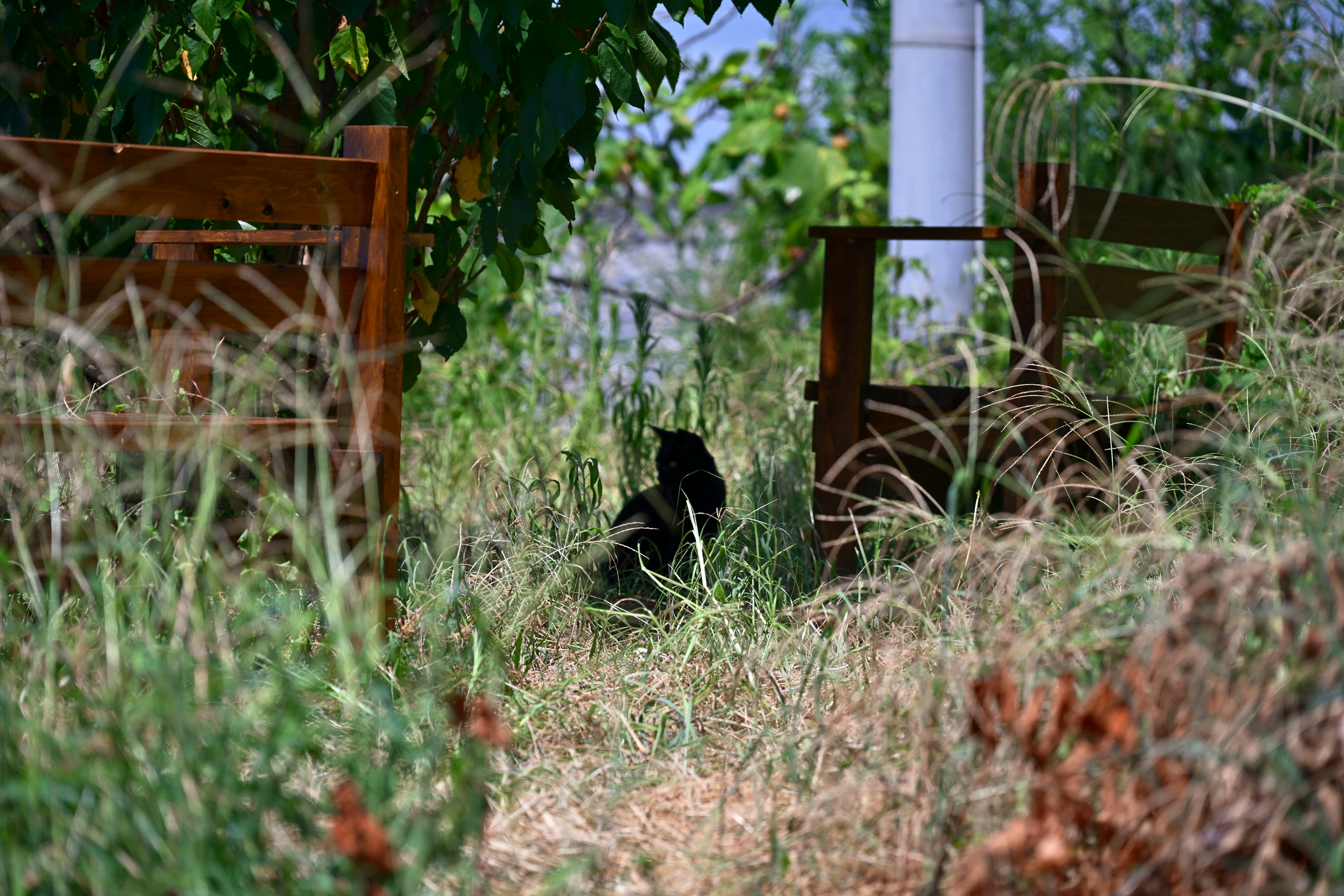 Un gato negro escondido entre la hierba alta con sillas de madera cercanas