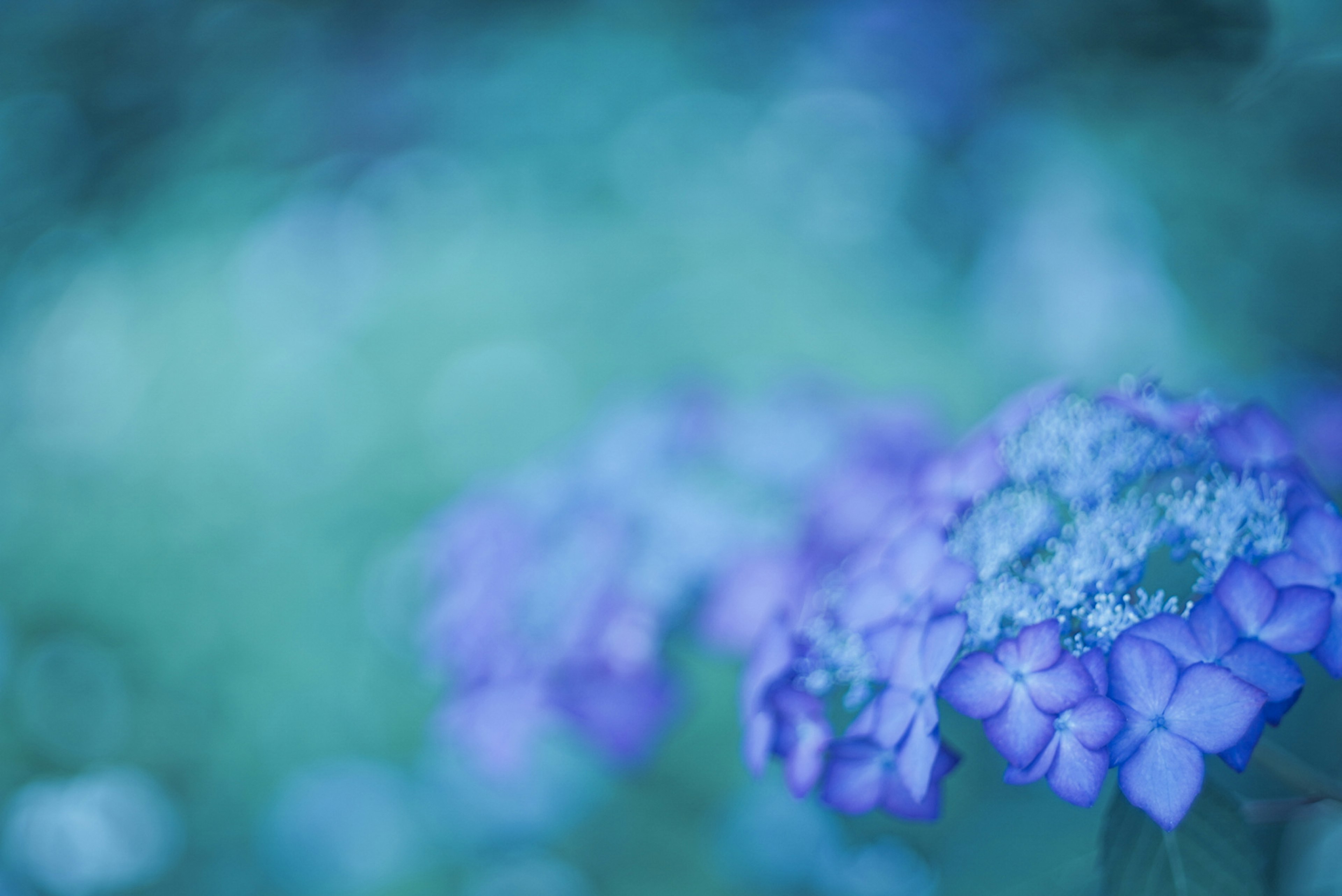 青い背景に紫色の花がぼやけている