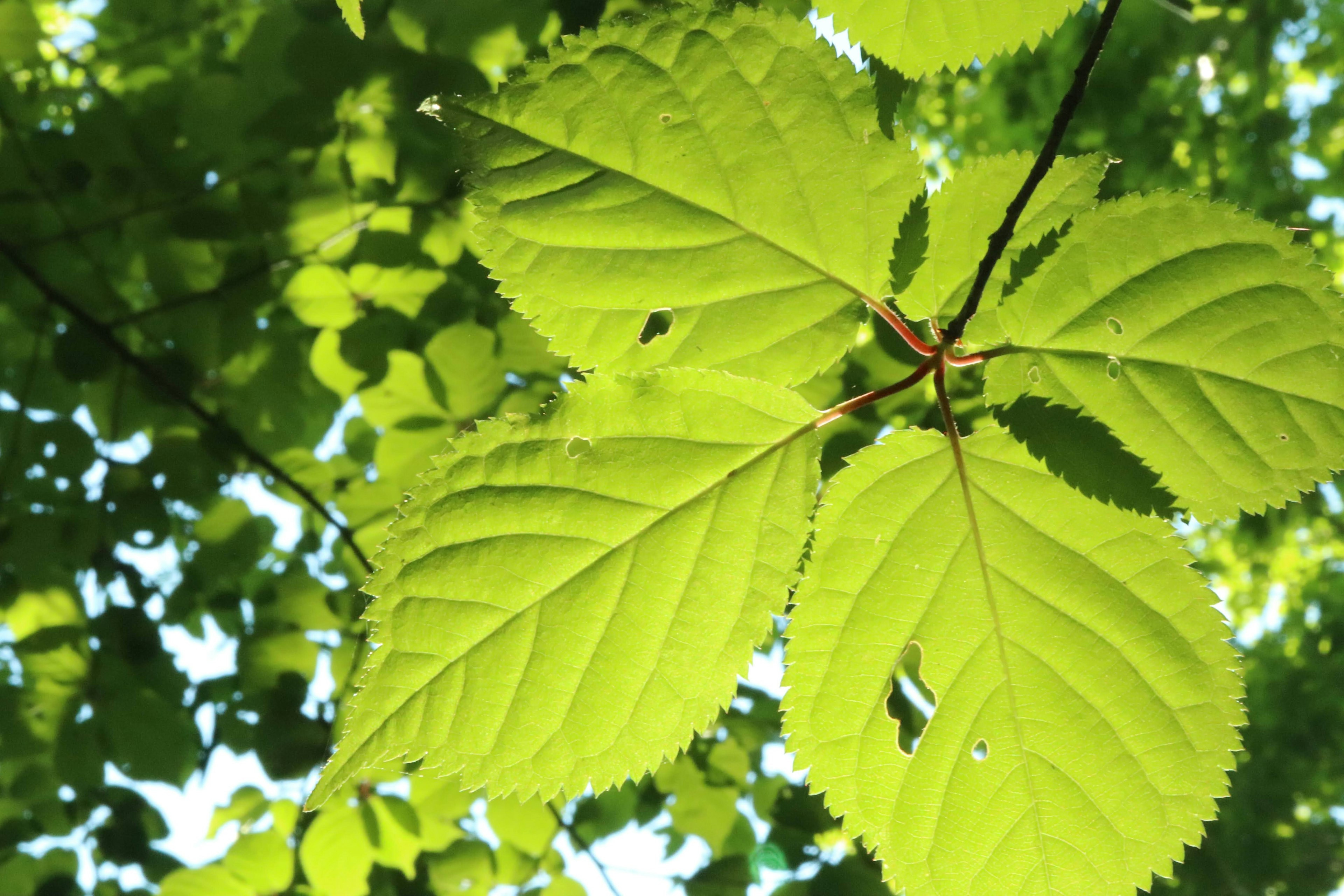 Vibrant green leaves growing on a tree branch