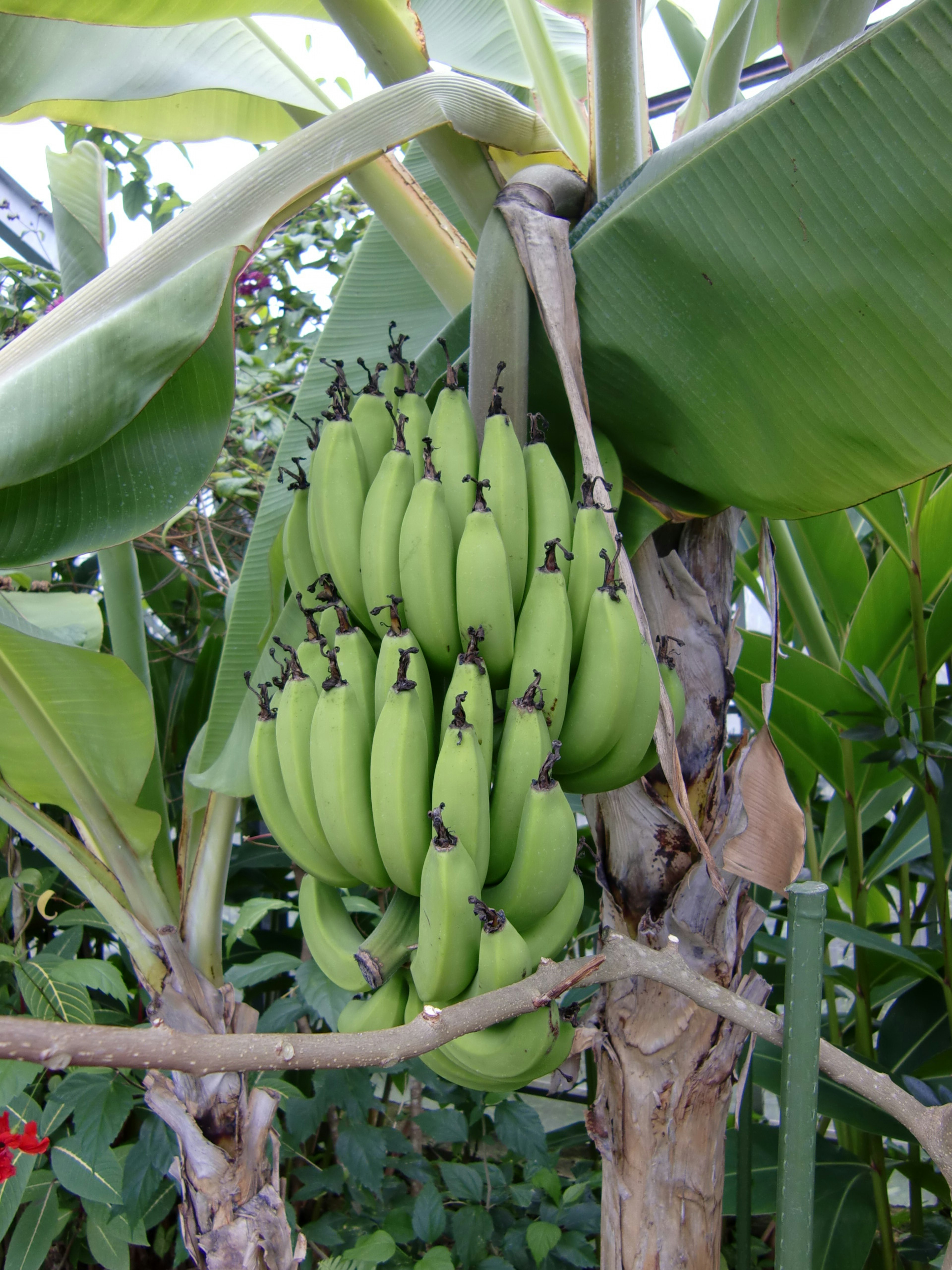 Ein Bund grüner Bananen, der an einem Baum wächst