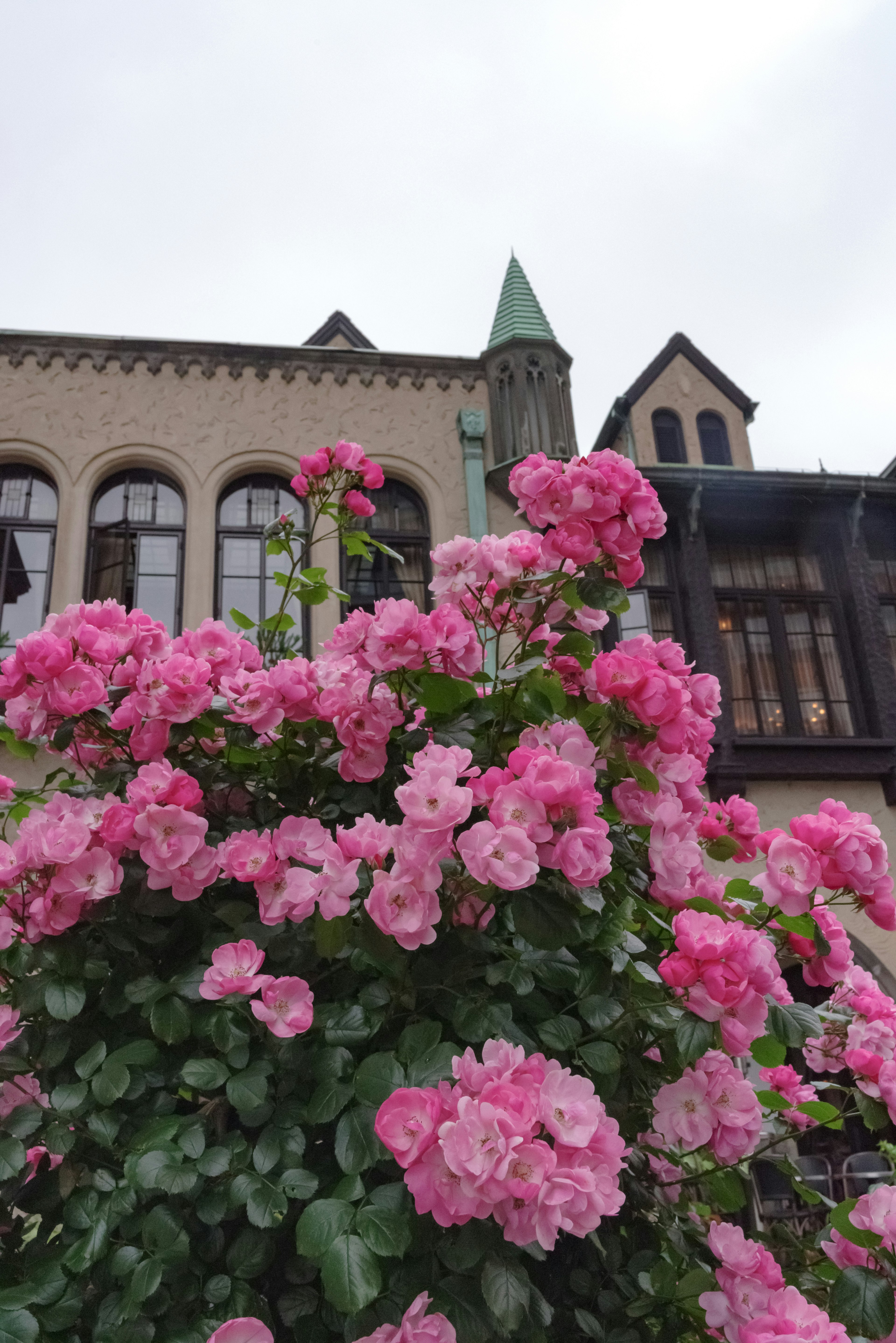 Blooming pink roses in front of a historic building