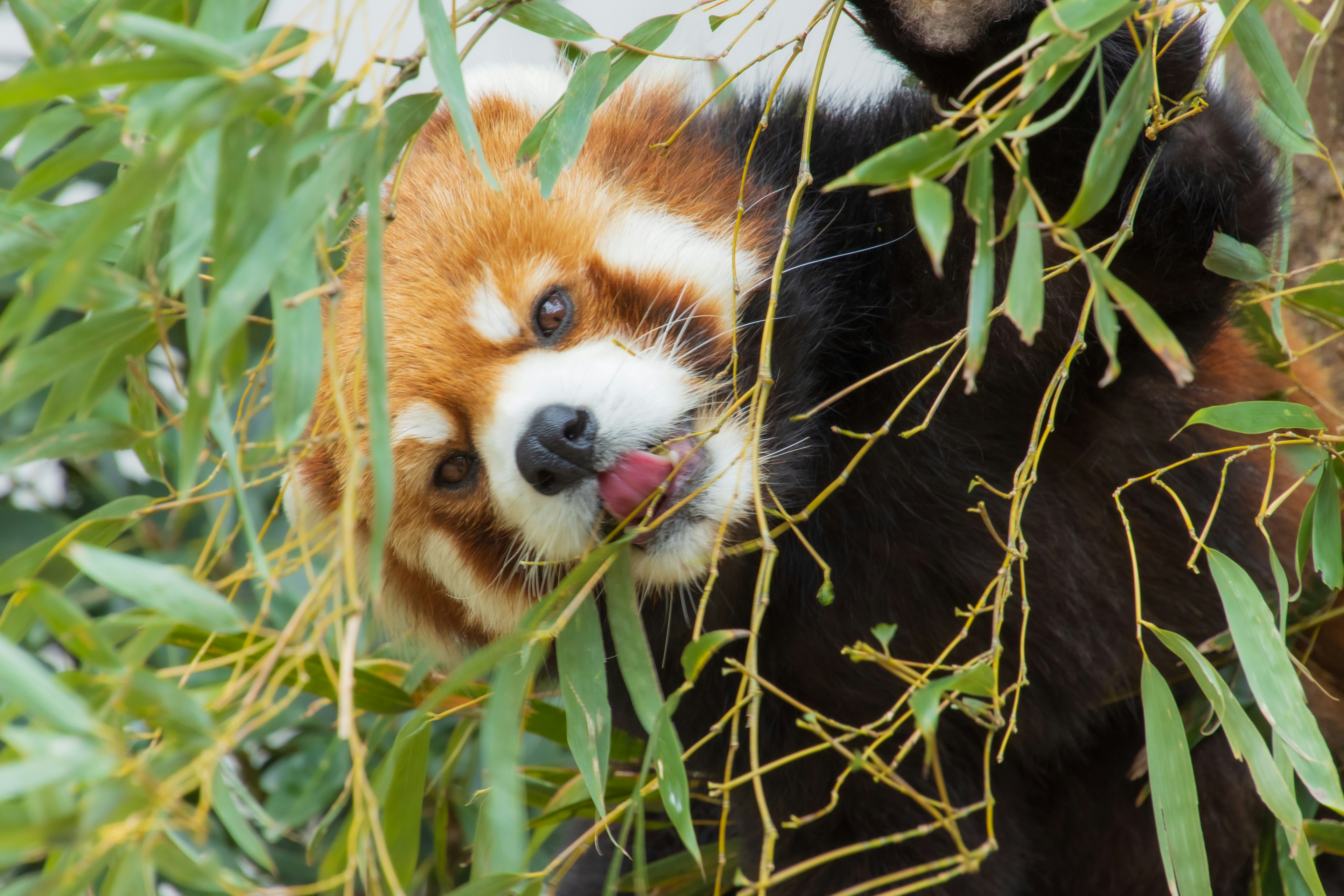 A red panda eating bamboo leaves with a playful expression