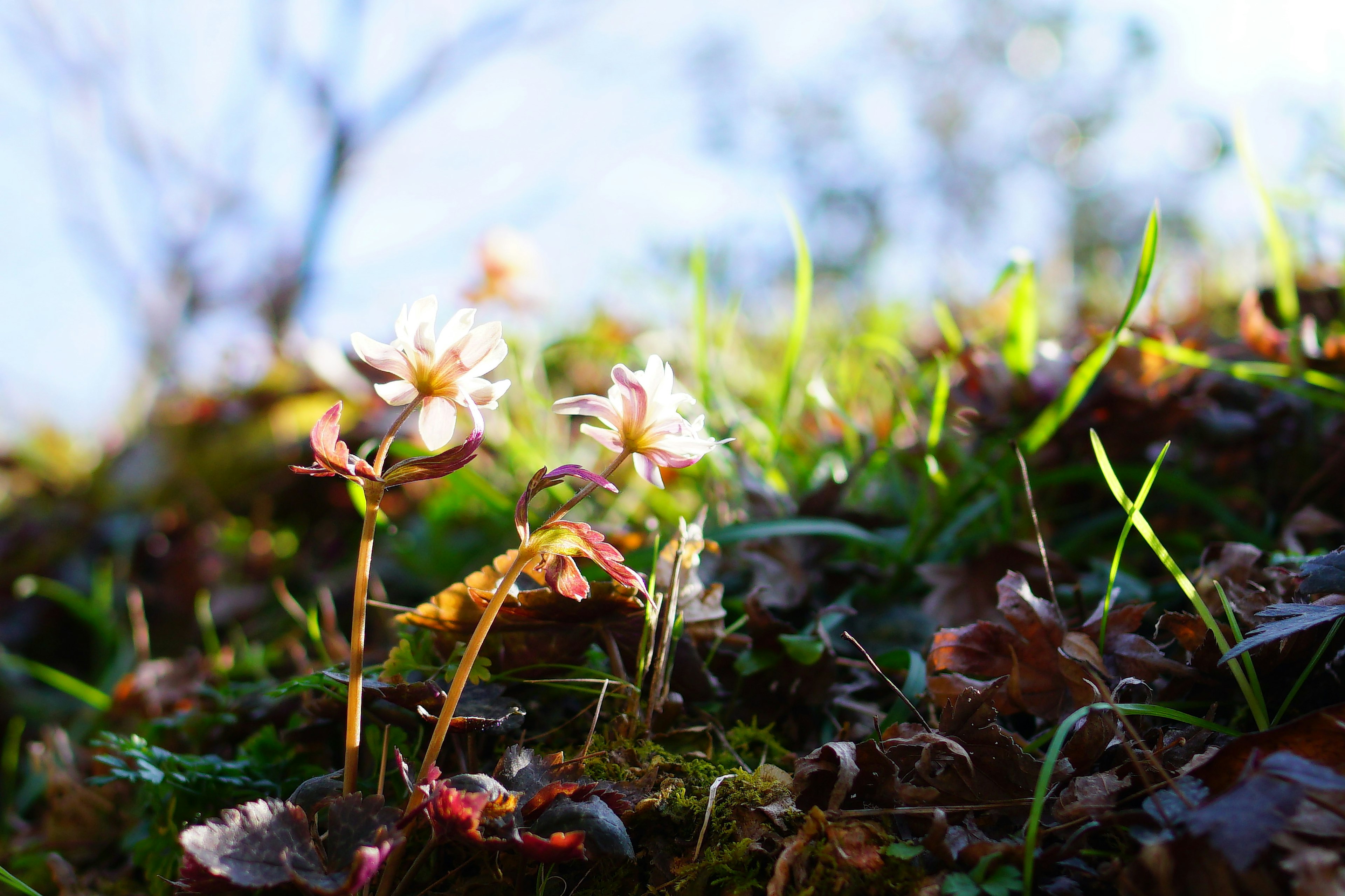 Pemandangan alami dengan rumput hijau dan bunga yang mekar