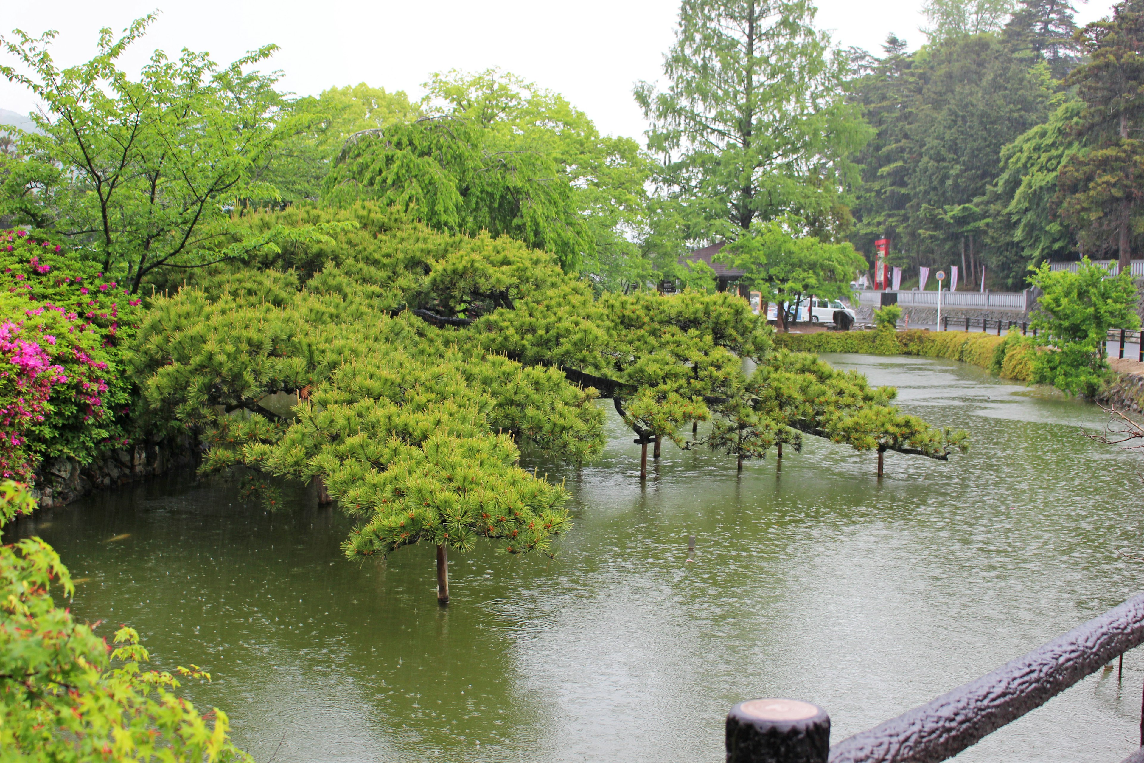 雨の中の池と緑豊かな木々