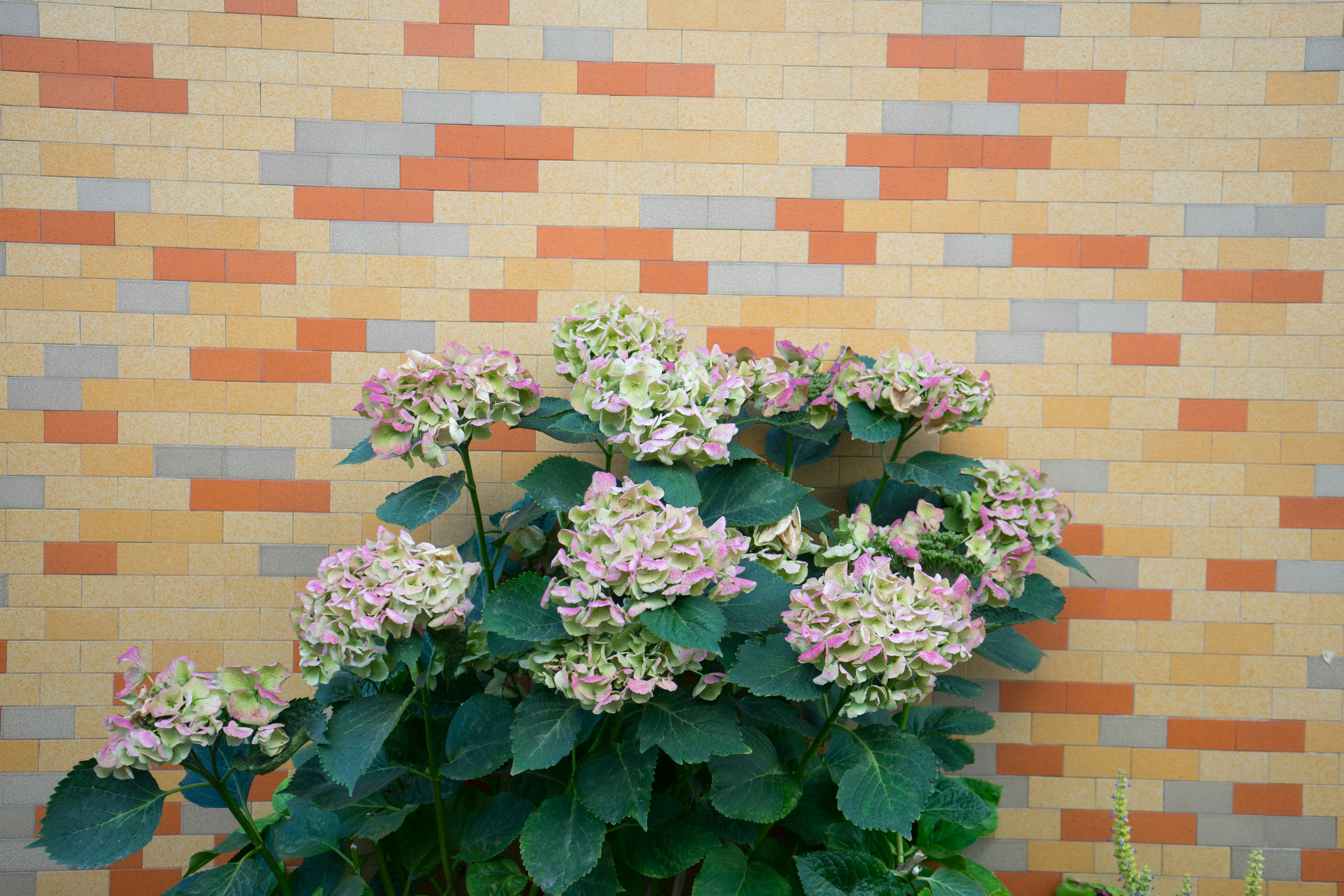 色とりどりのタイルの壁の前に咲くハイドランジアの花