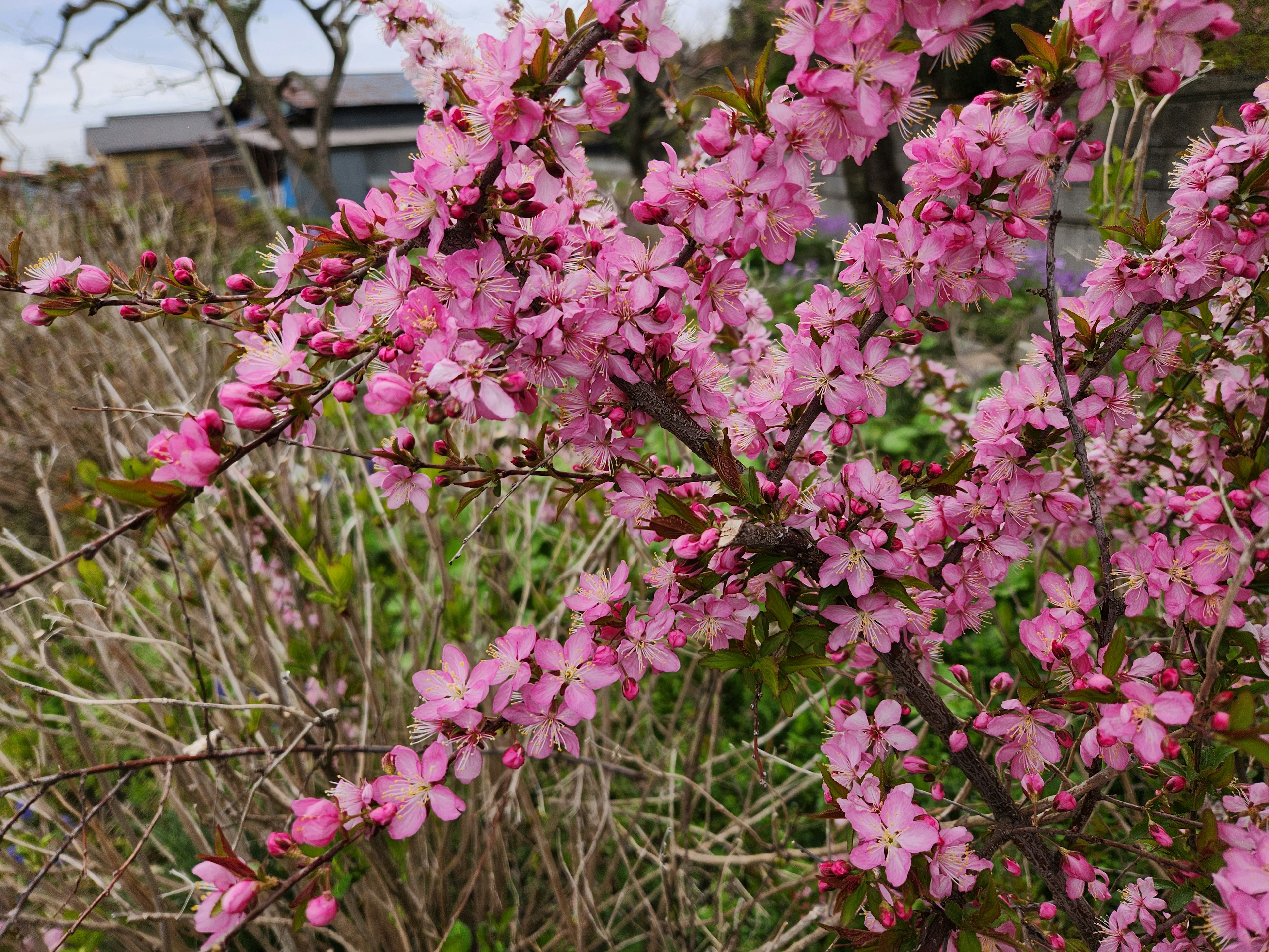 Fleurs roses vibrantes en fleurs sur des branches avec des plantes vertes en arrière-plan