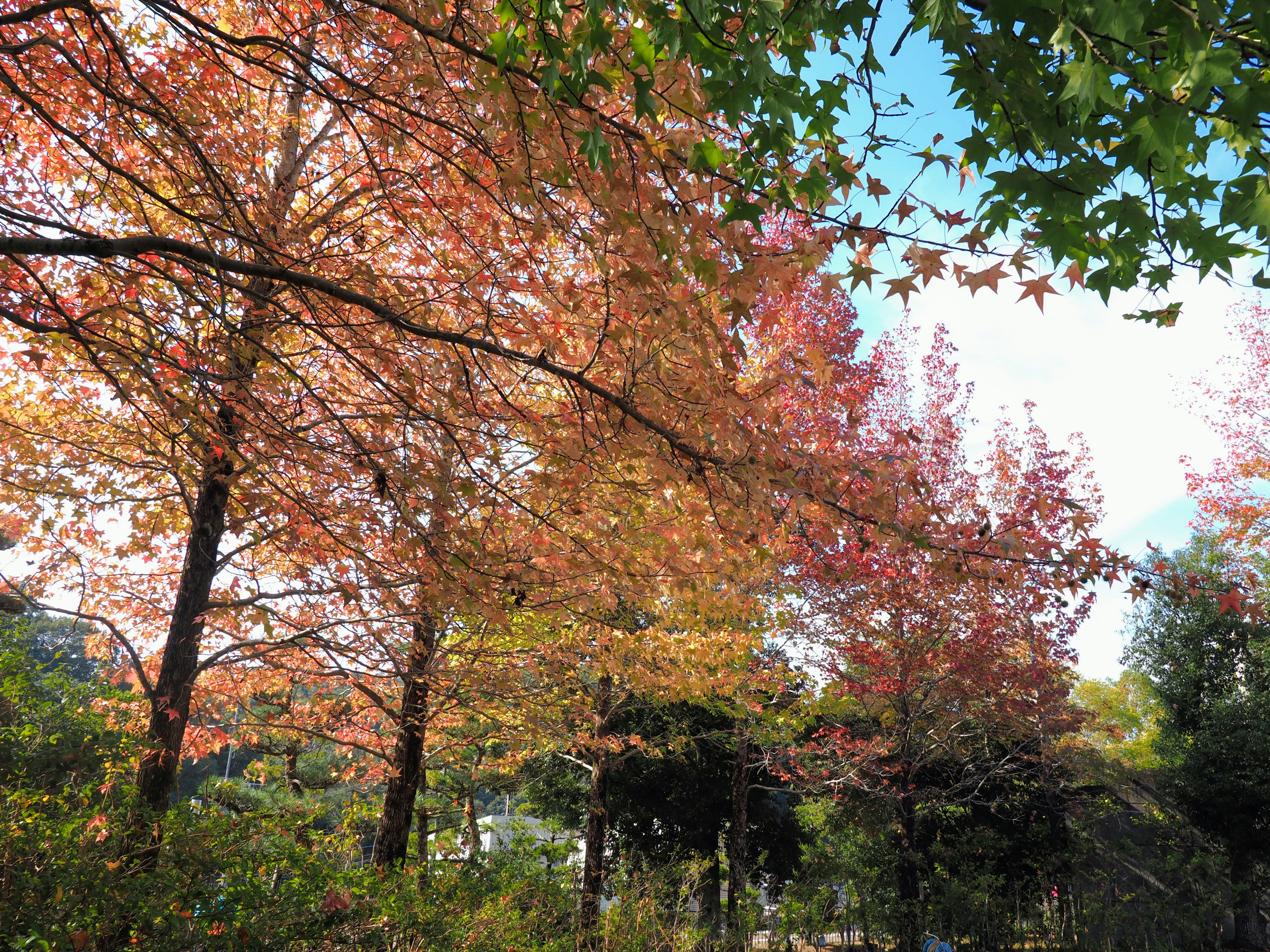 Vue scénique d'un parc avec un feuillage d'automne vibrant