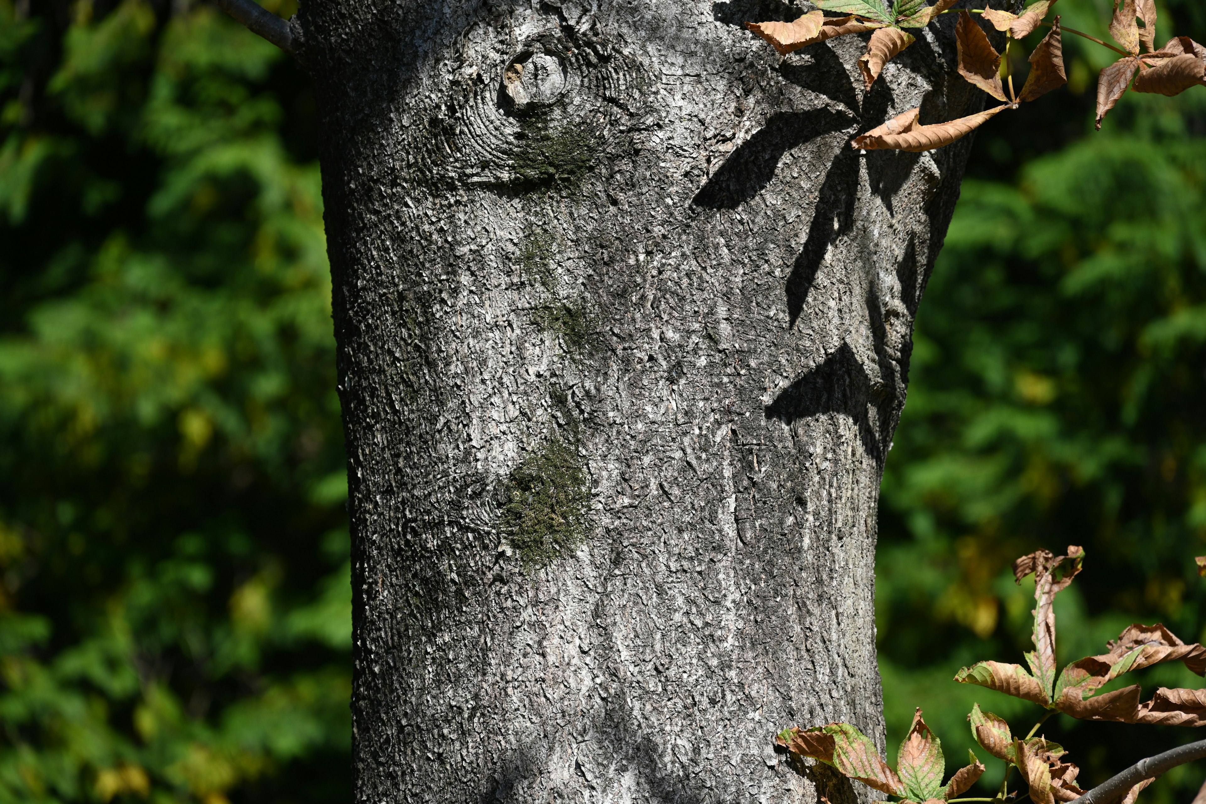 Texture dettagliata di un tronco d'albero con ombre di foglie