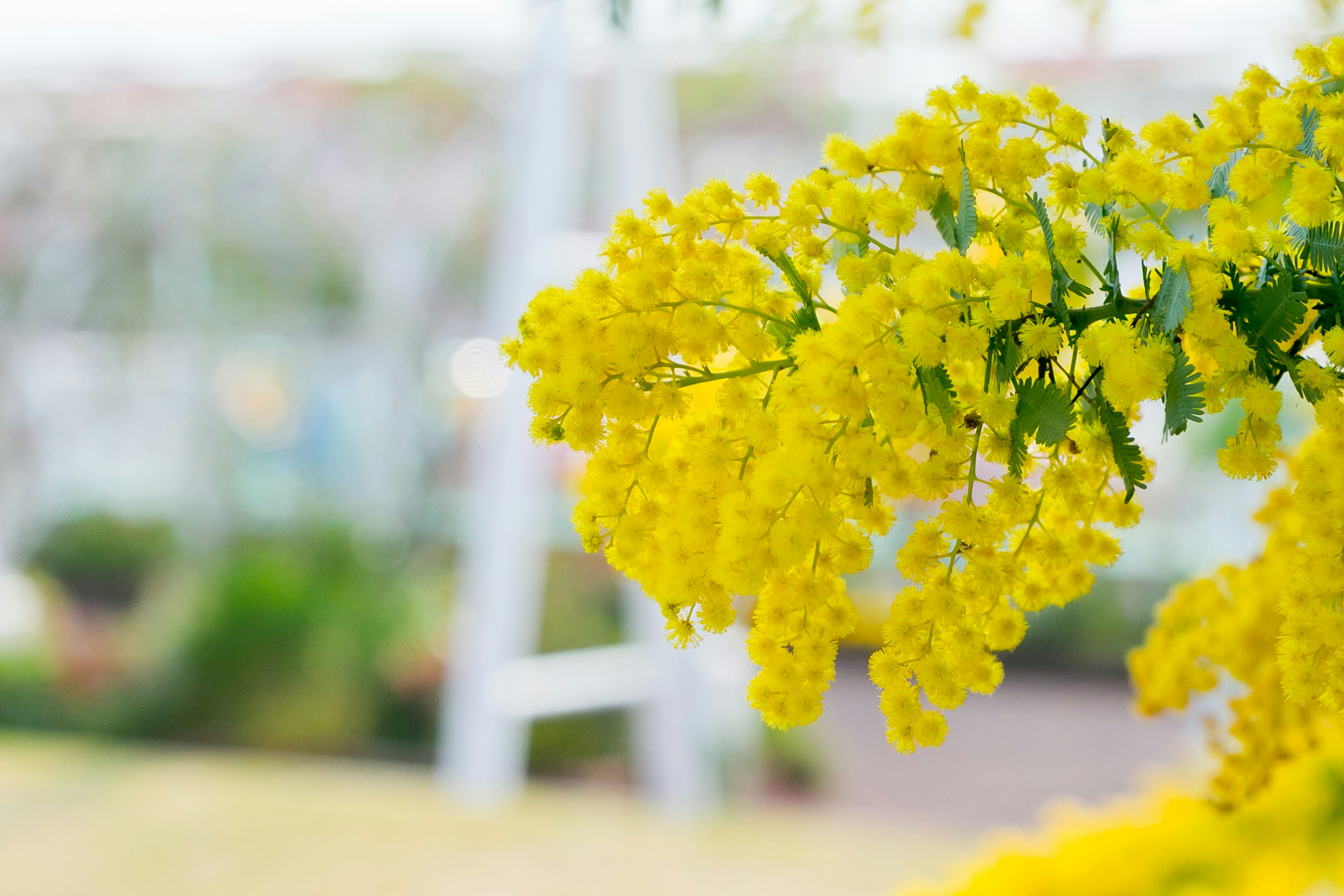 Nahaufnahme eines Zweigs mit leuchtend gelben Blumen Hintergrund ist unscharf