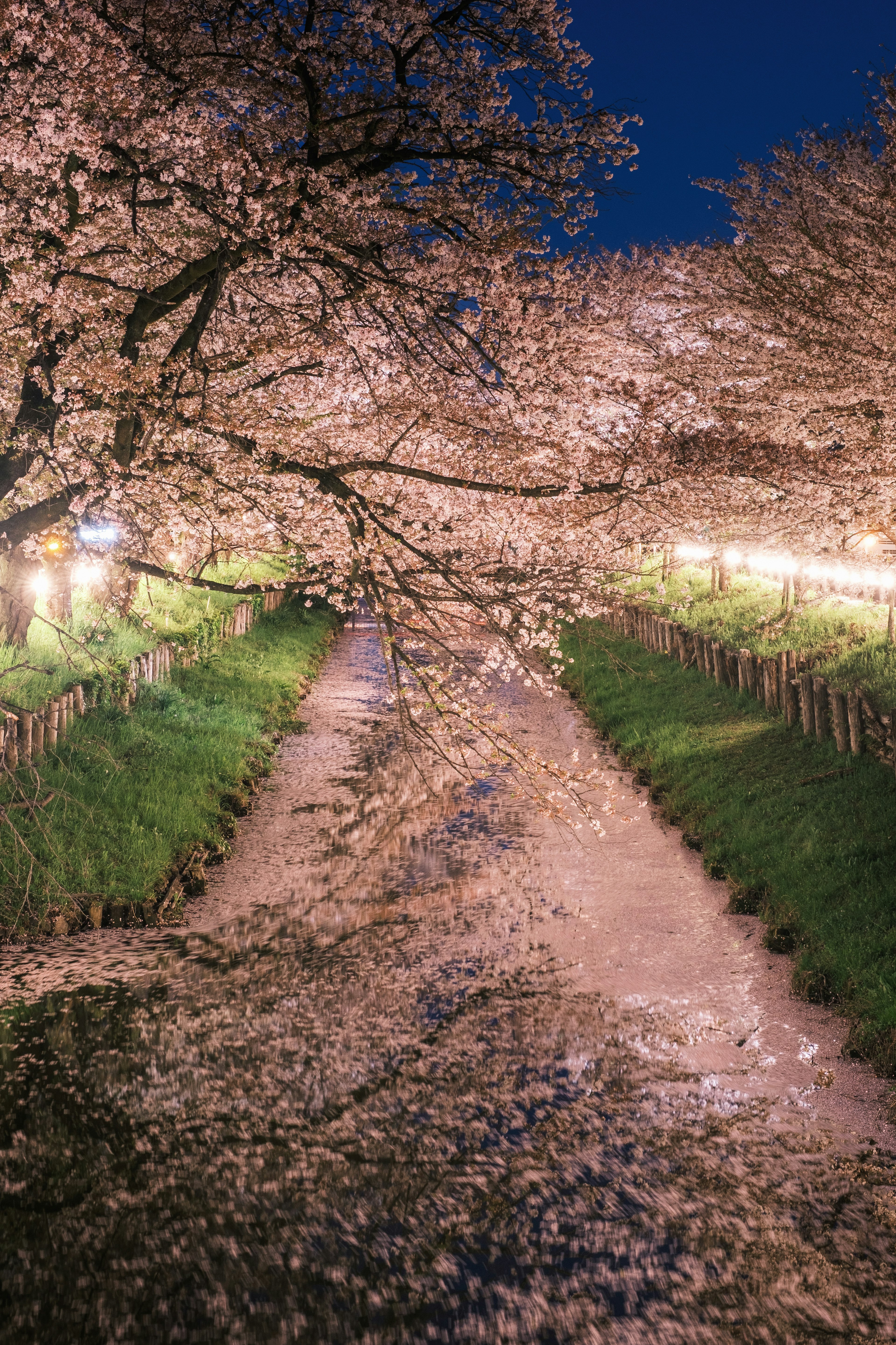 Beautiful path under cherry blossoms with petals at night