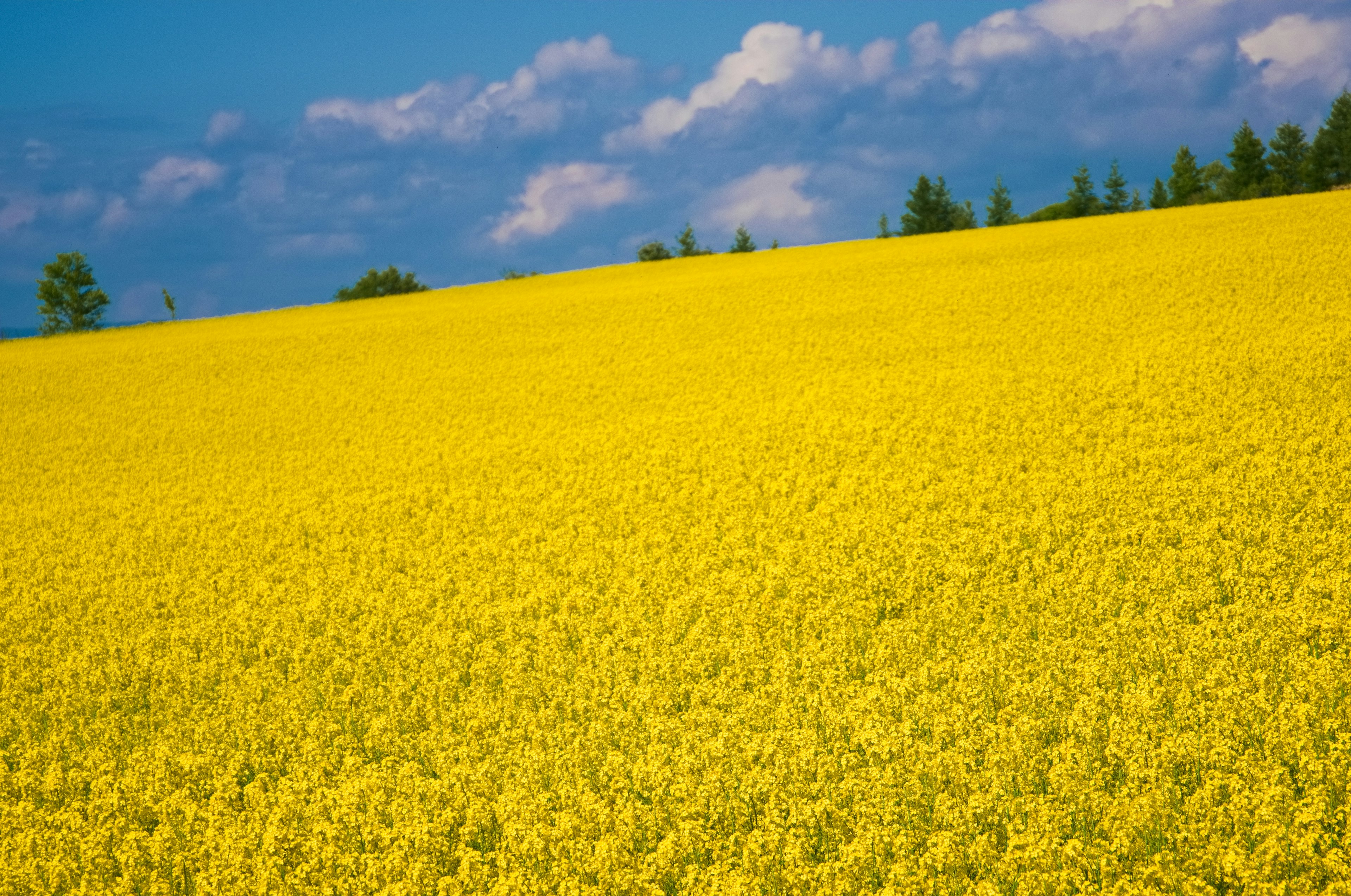 Campo de flores amarillas bajo un cielo azul con nubes y árboles verdes