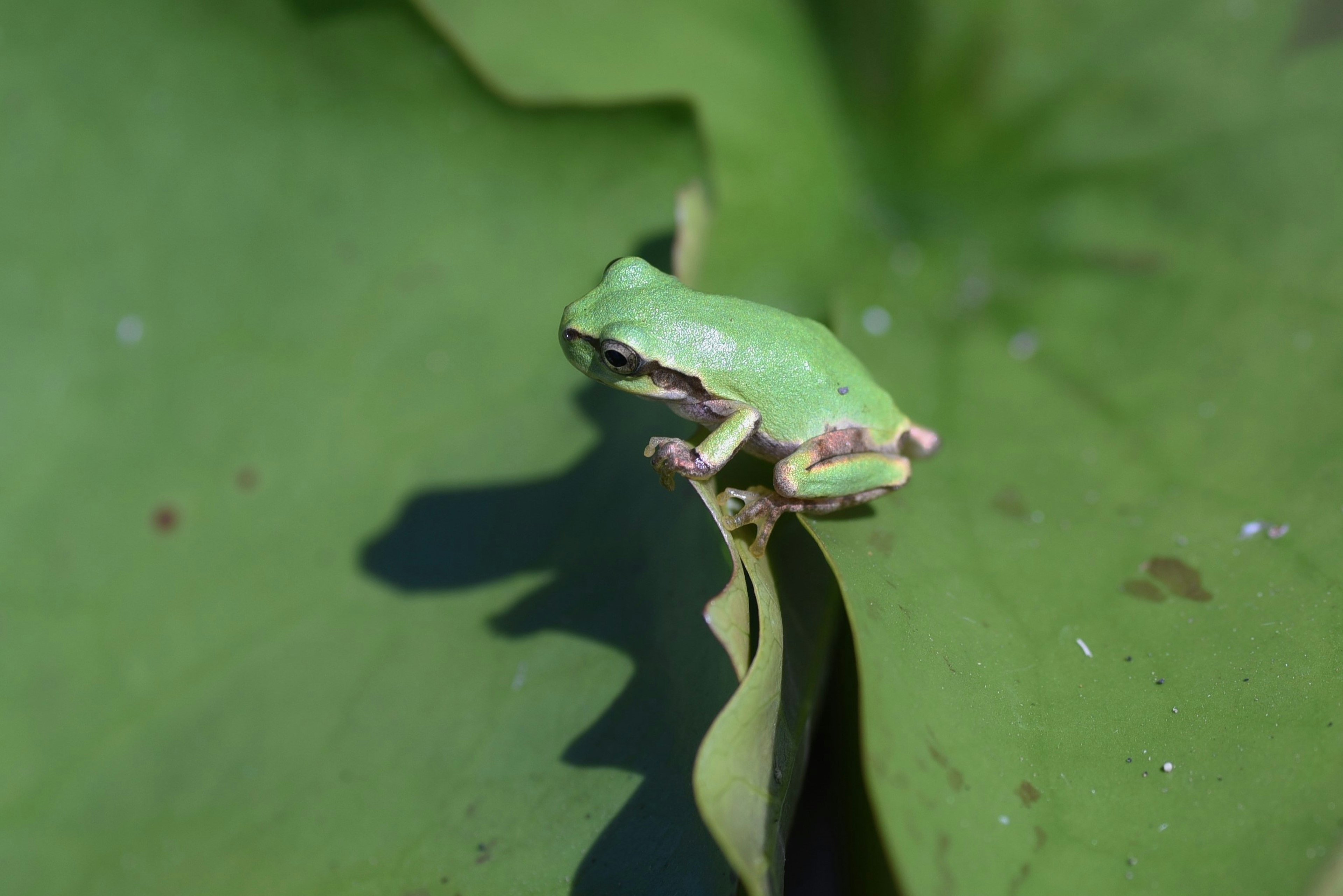 Seekor katak hijau duduk di atas daun besar