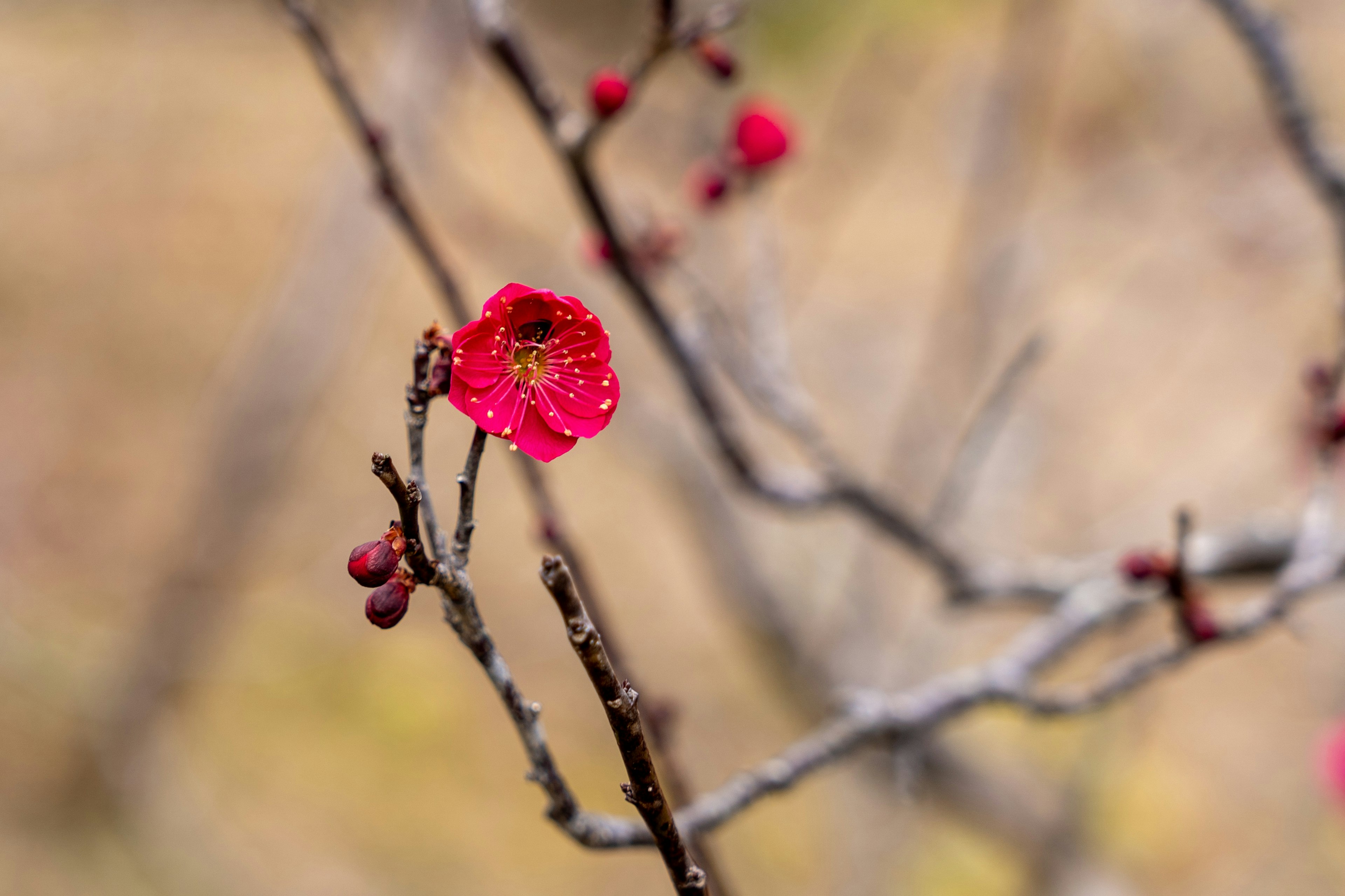 花びらが鮮やかな赤色の梅の花が咲いている枝のクローズアップ