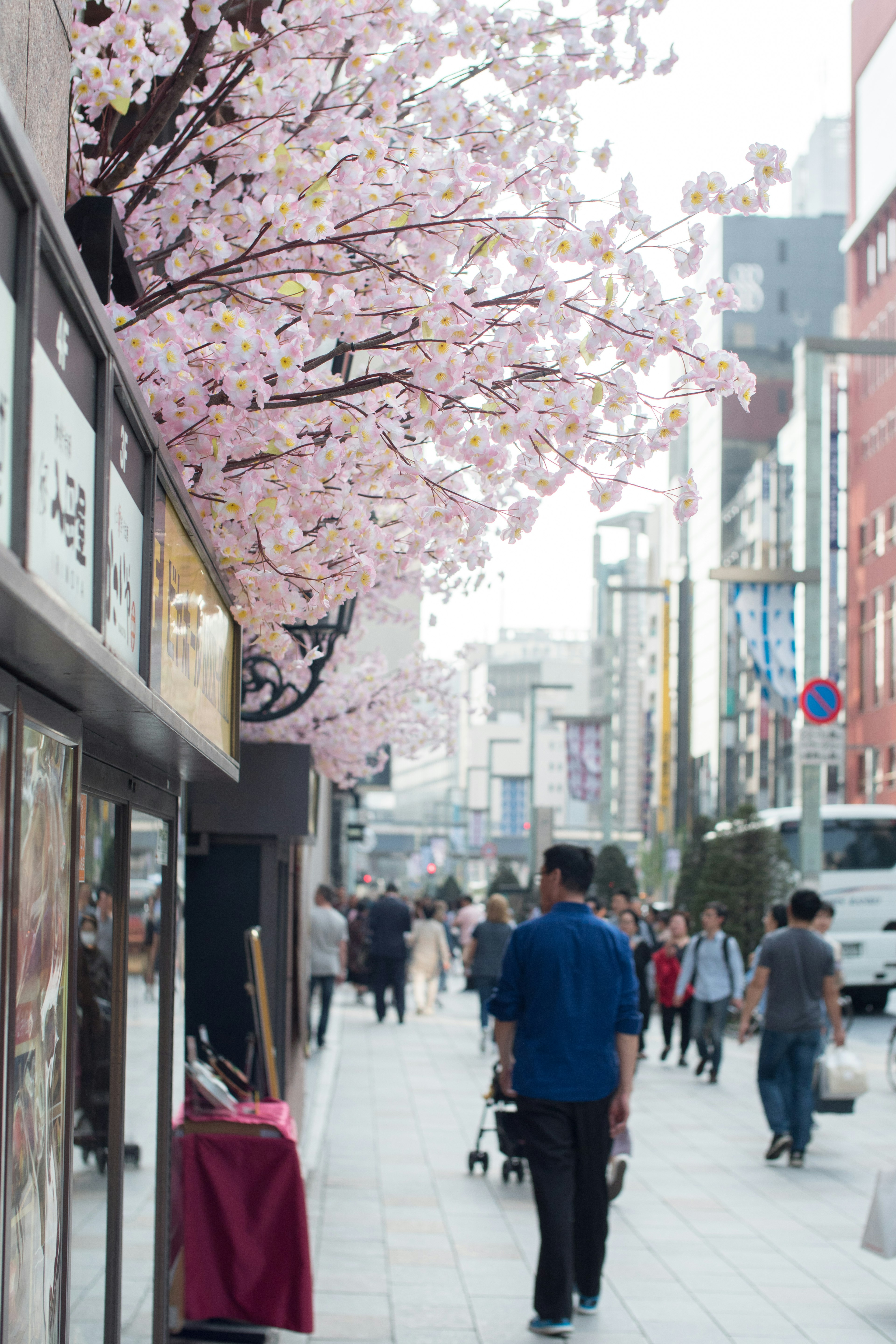 People walking on a street lined with blooming cherry blossoms