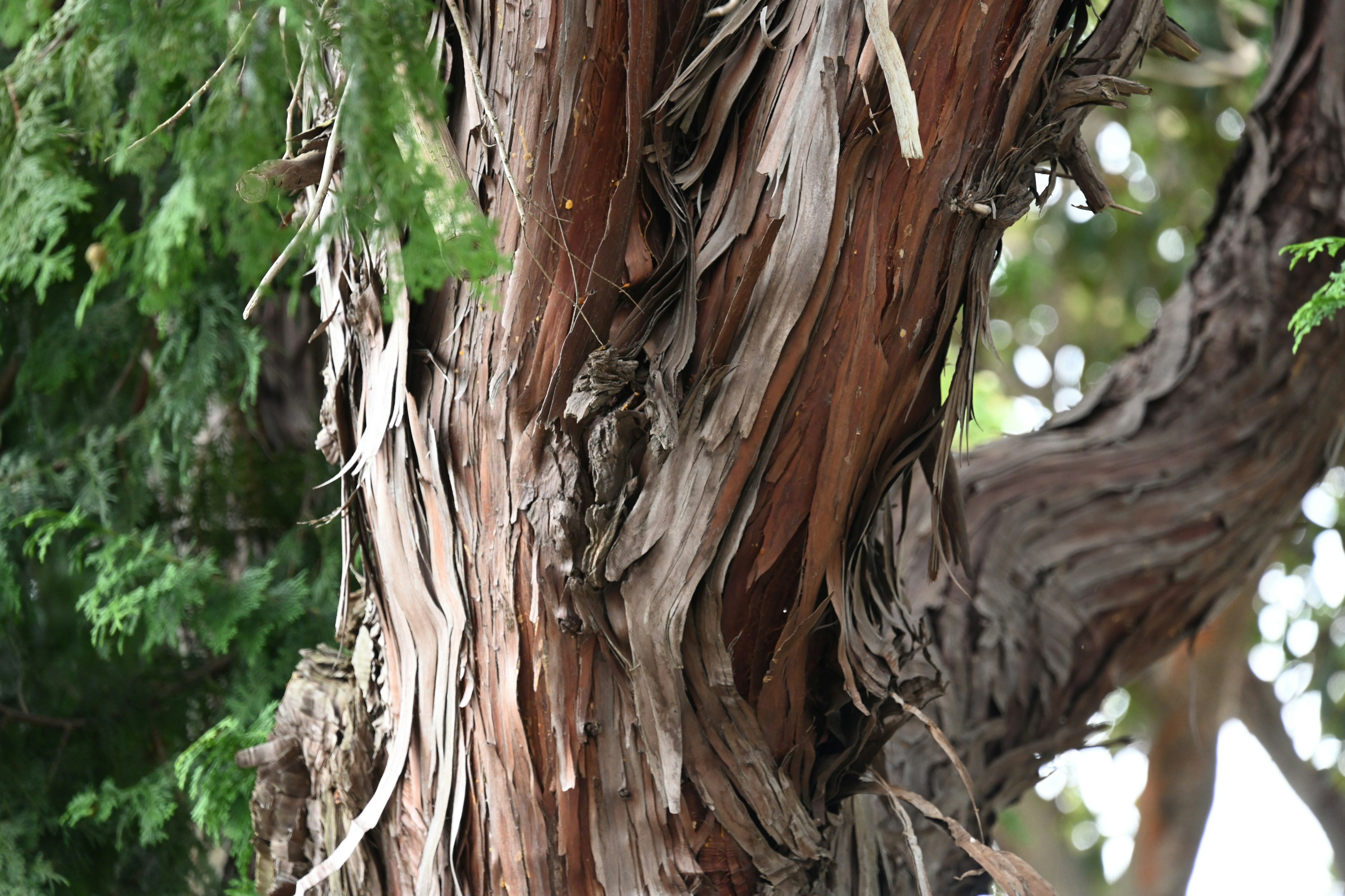 Gros plan sur le tronc d'un arbre montrant l'écorce qui pèle et des textures riches