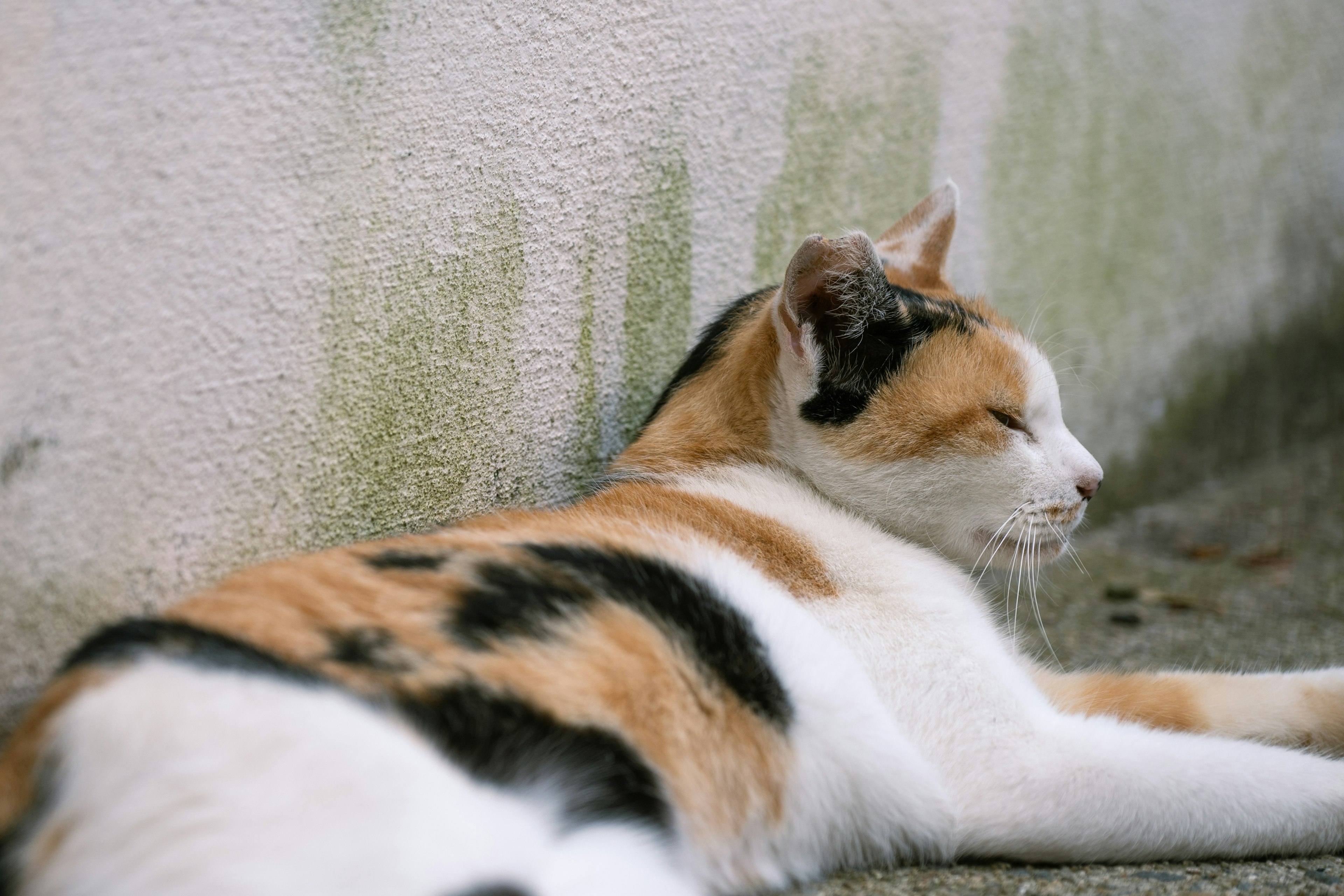 Calico-Katze lehnt sich an eine Wand