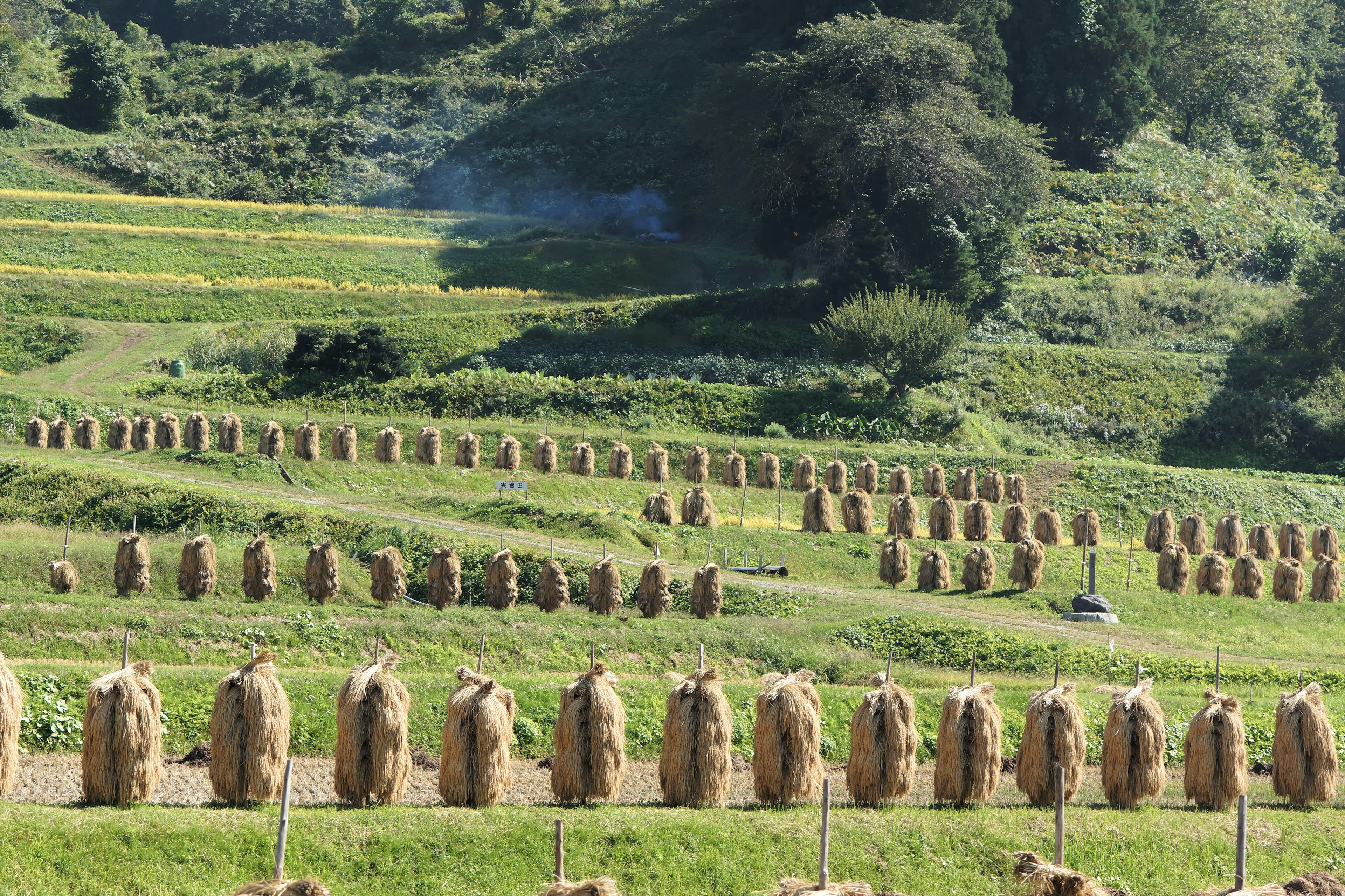 Neatly arranged hay bales in a green field