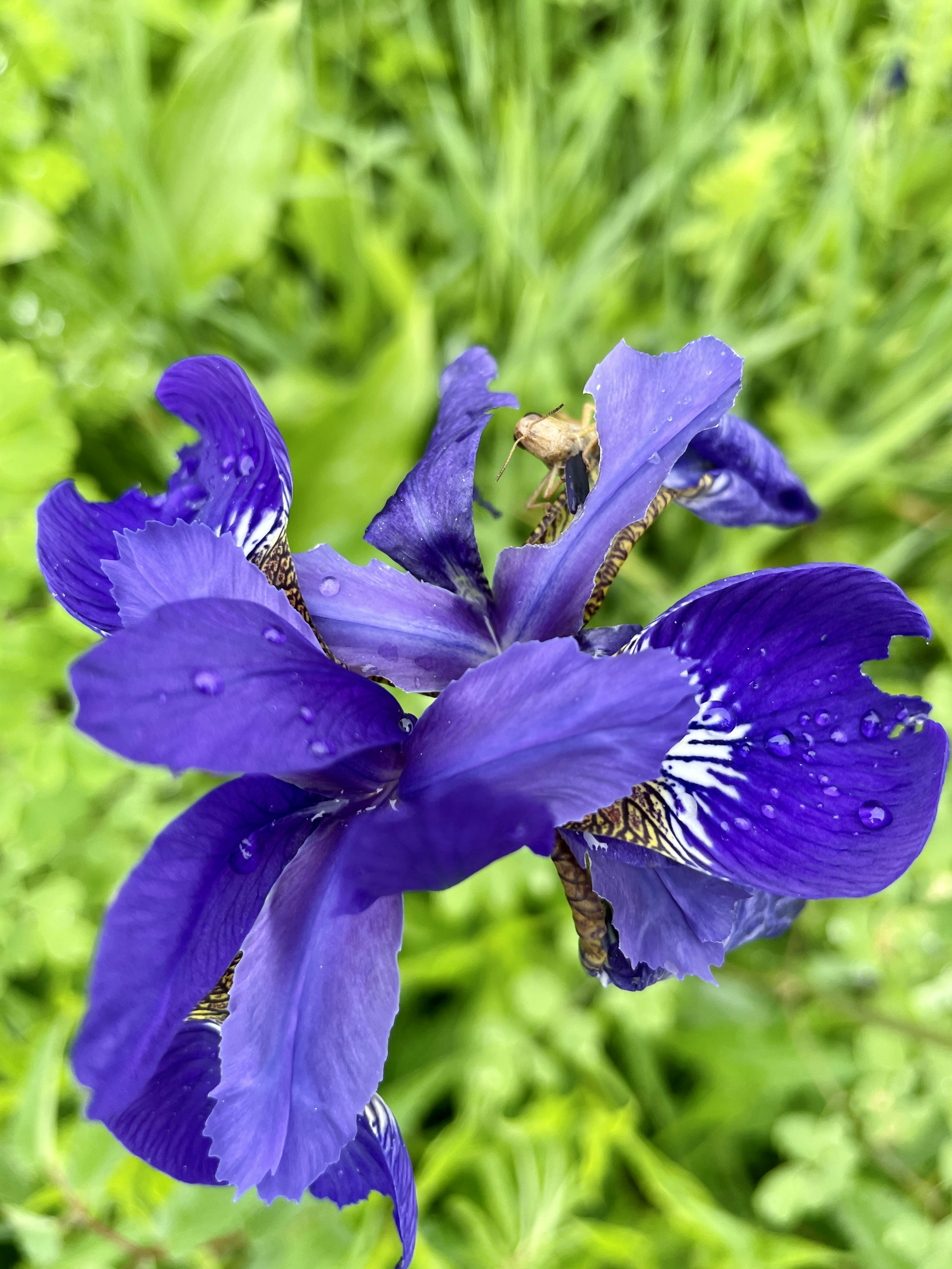 鮮やかな紫色のアイリスの花が雨滴をまとって咲いている