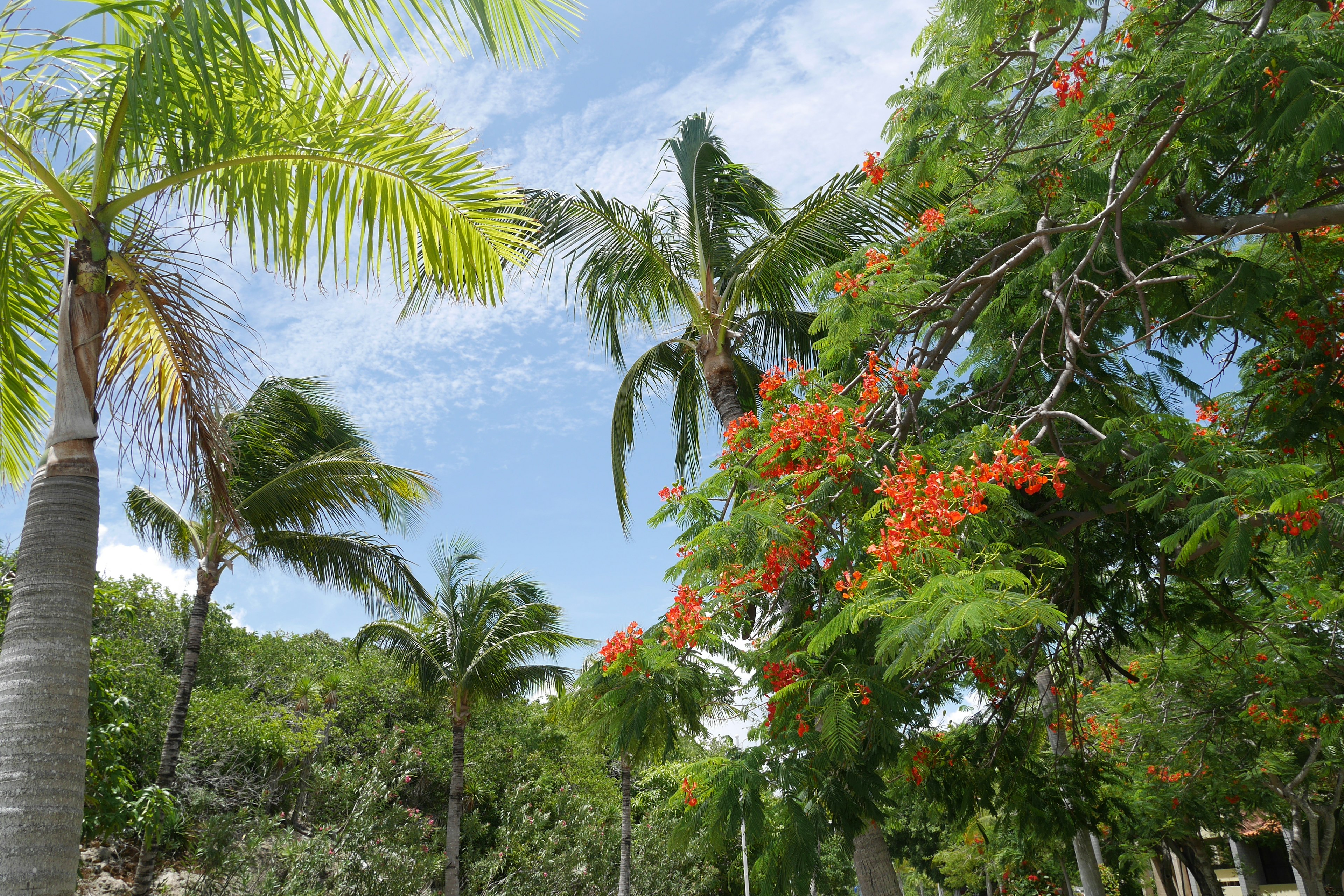 Palmen mit orangefarbenen Blumen unter einem klaren blauen Himmel