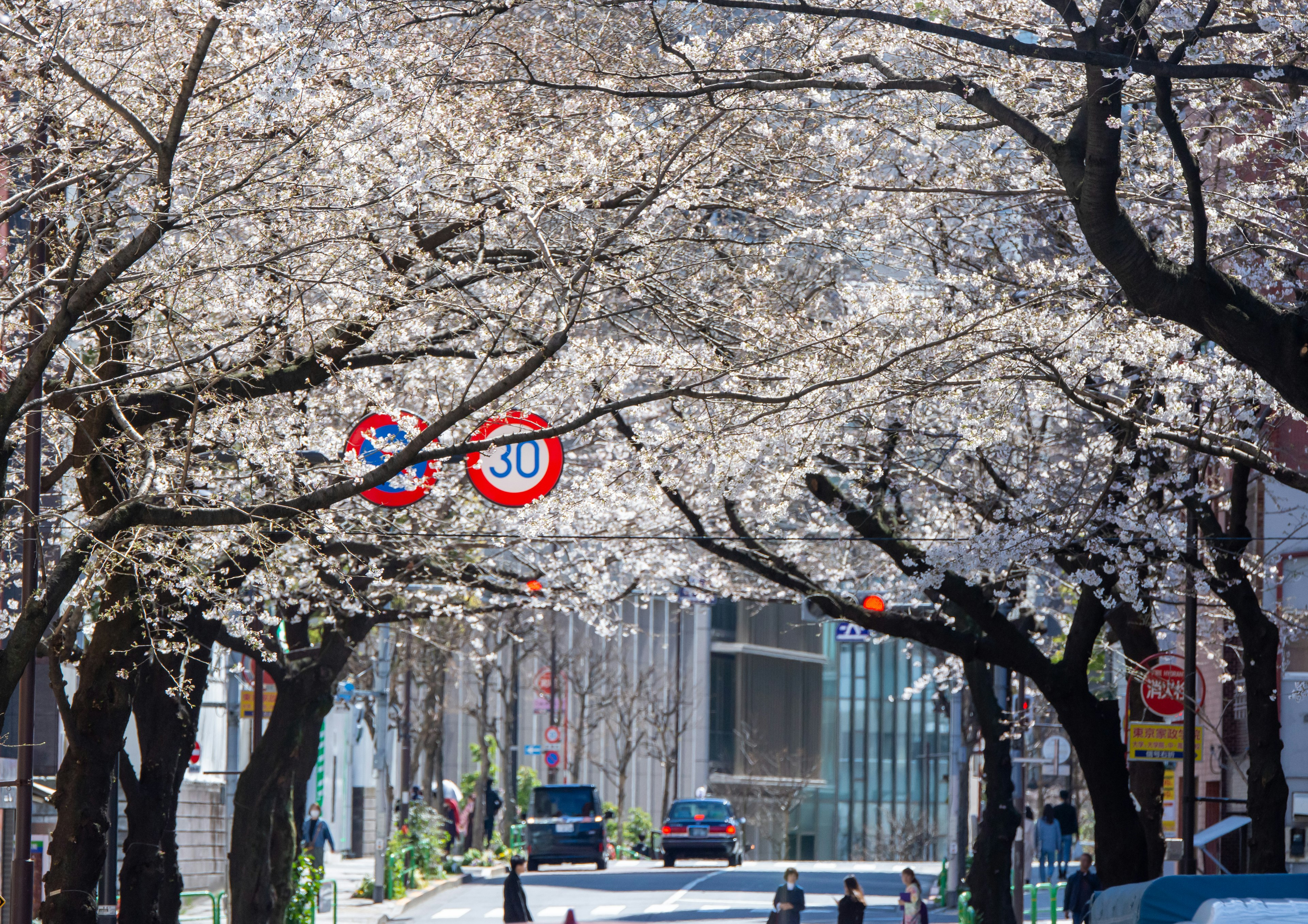 A street lined with blooming cherry blossom trees and pedestrians strolling