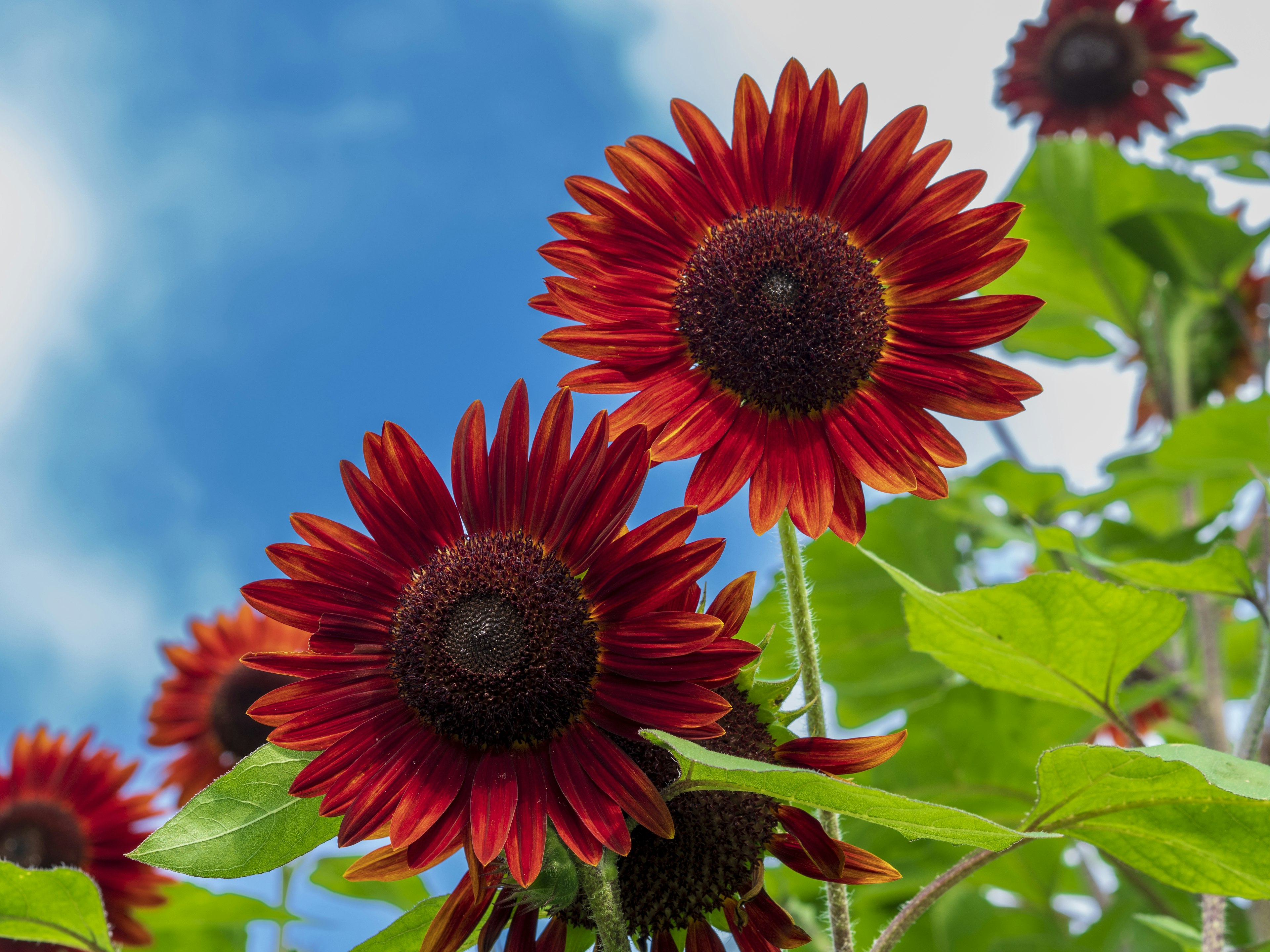 Red sunflower petals with a blue sky background