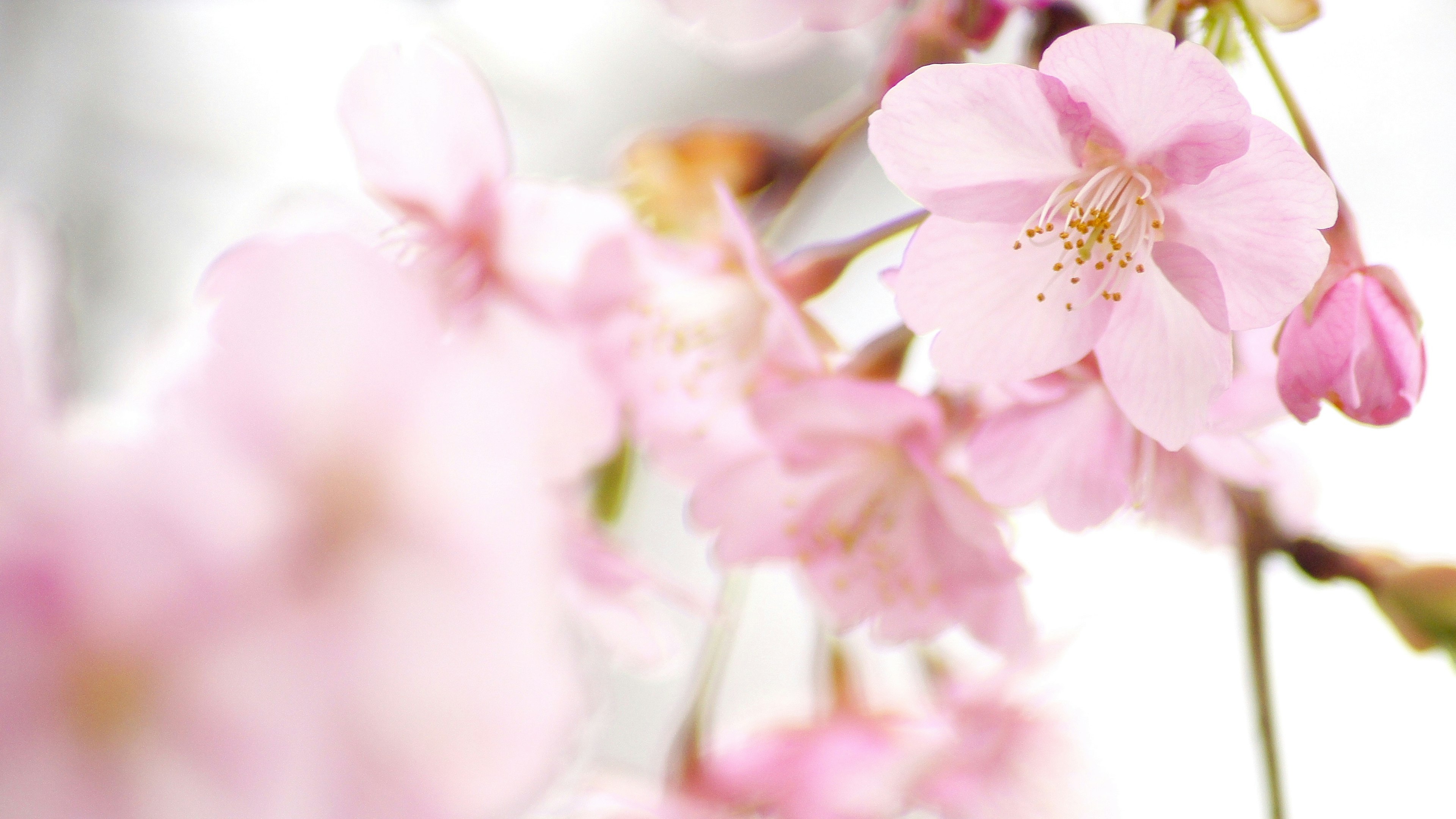 Gros plan sur des fleurs de cerisier aux teintes roses douces