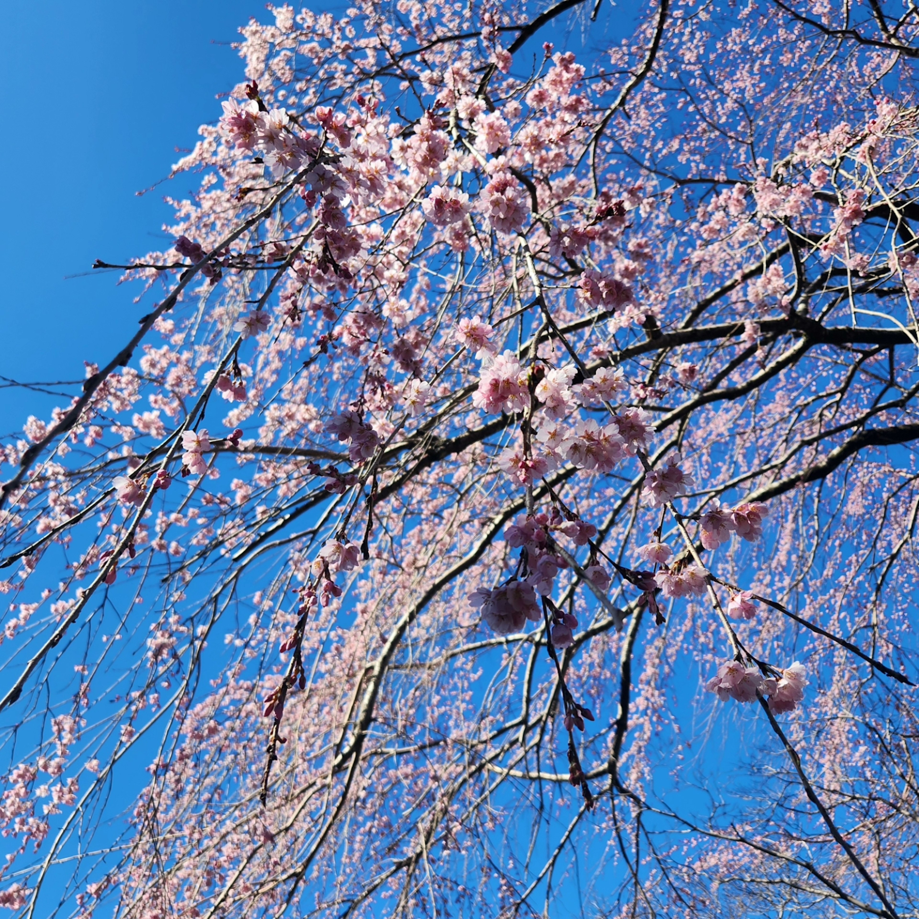 Ramas de cerezos en flor bajo un cielo azul