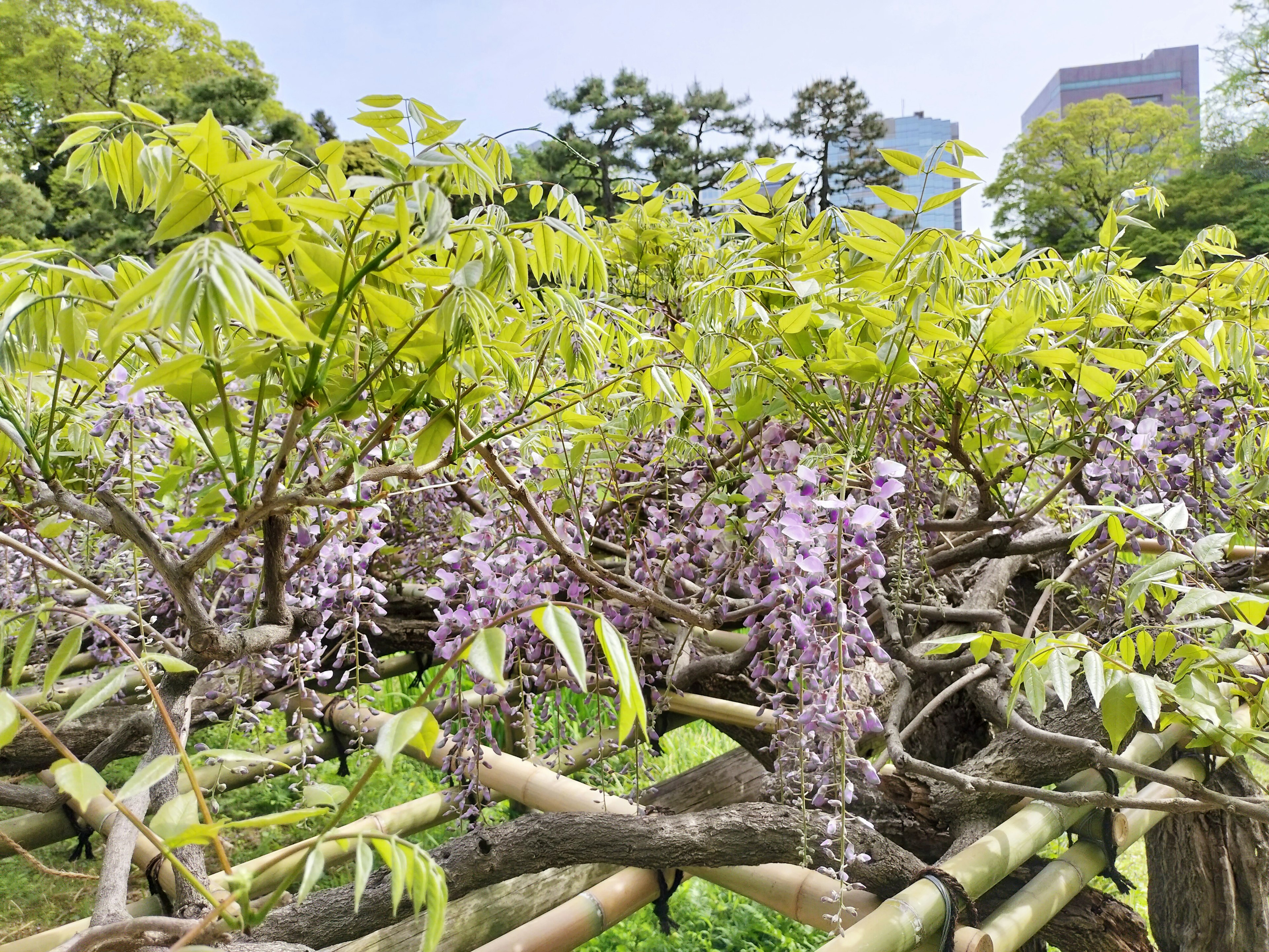 Blauregen mit lila Blüten und üppigem grünem Laub in einer Parklandschaft