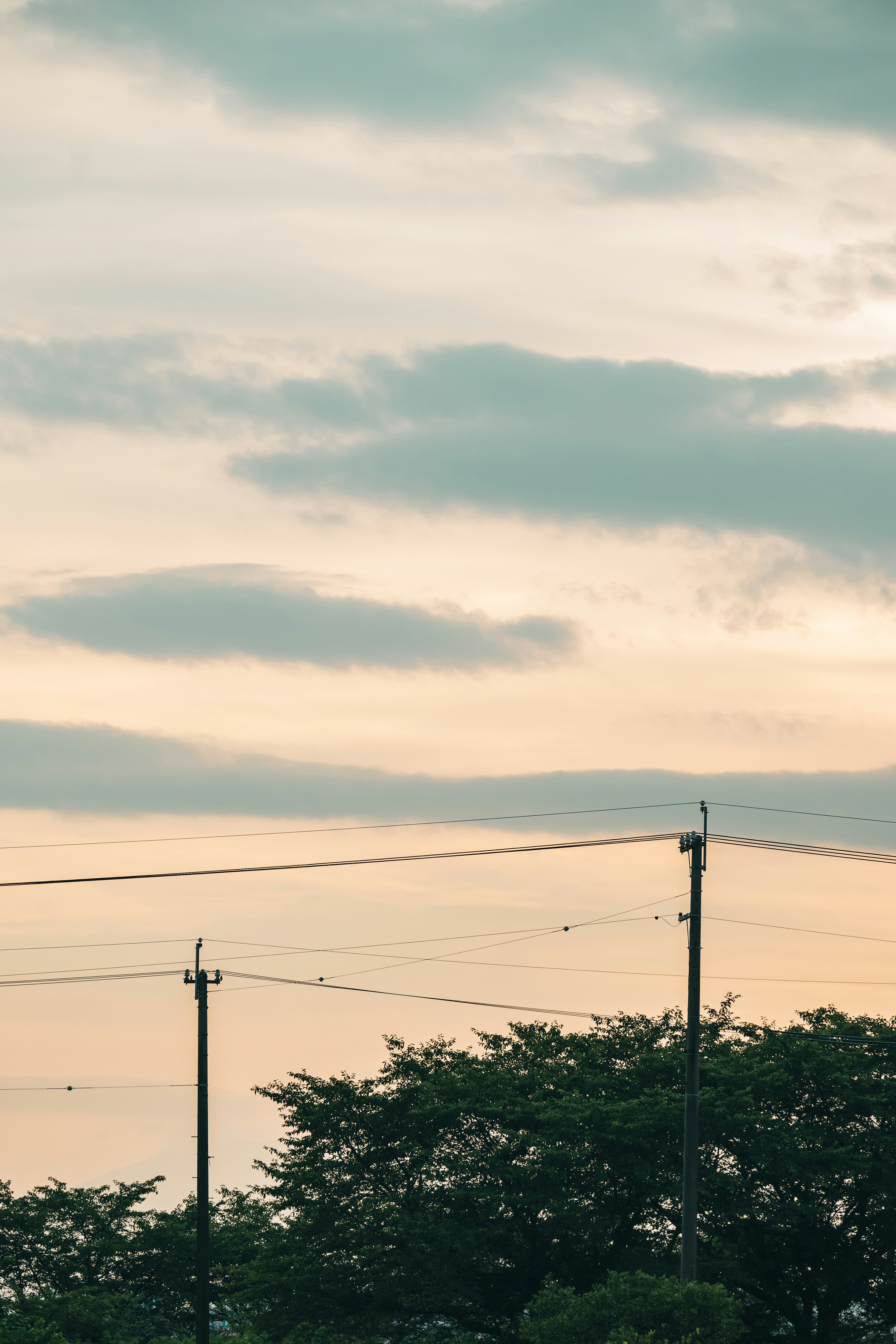 Silhouette of trees against a cloudy sky at dusk