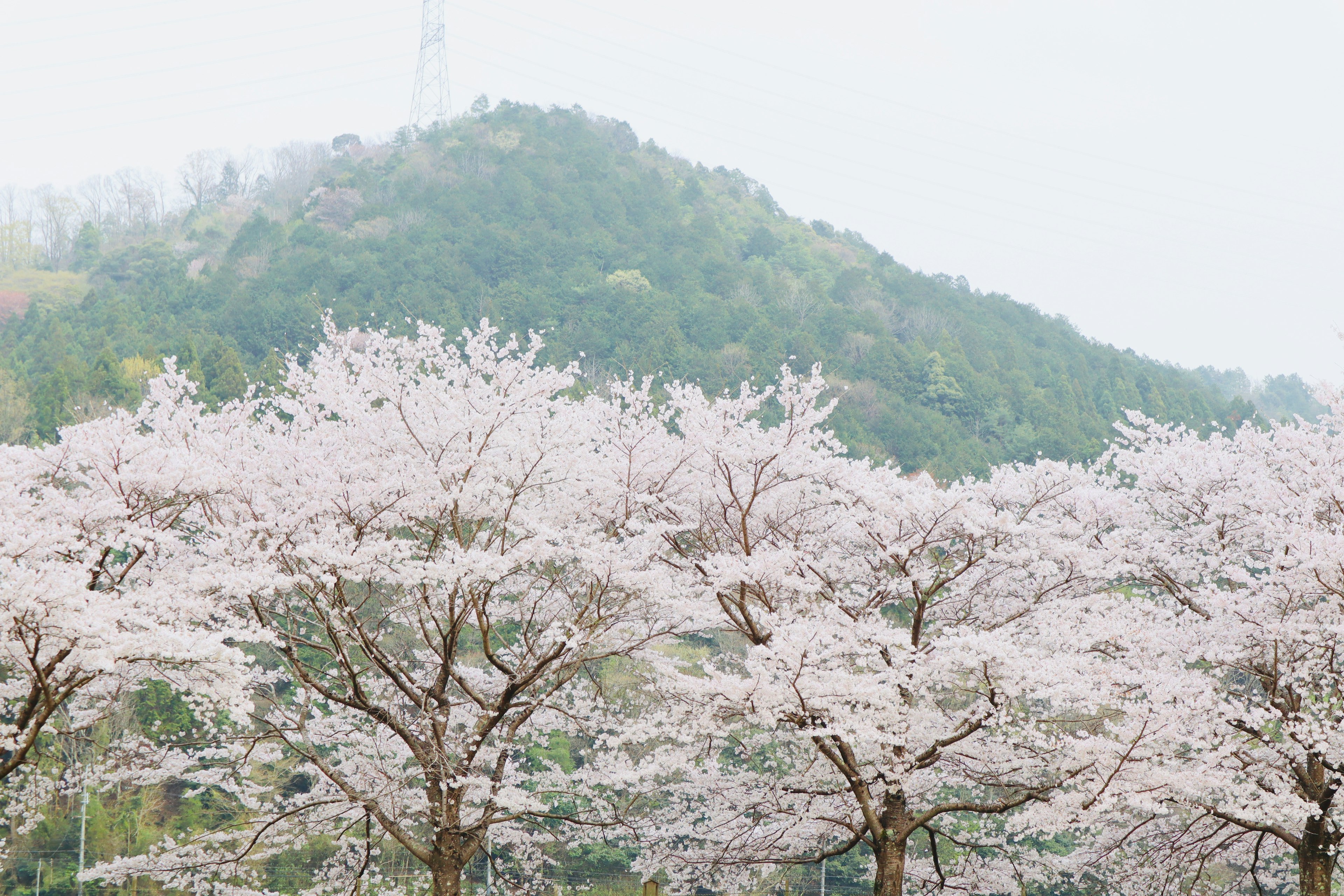 Cherry blossom trees in full bloom with a mountain in the background