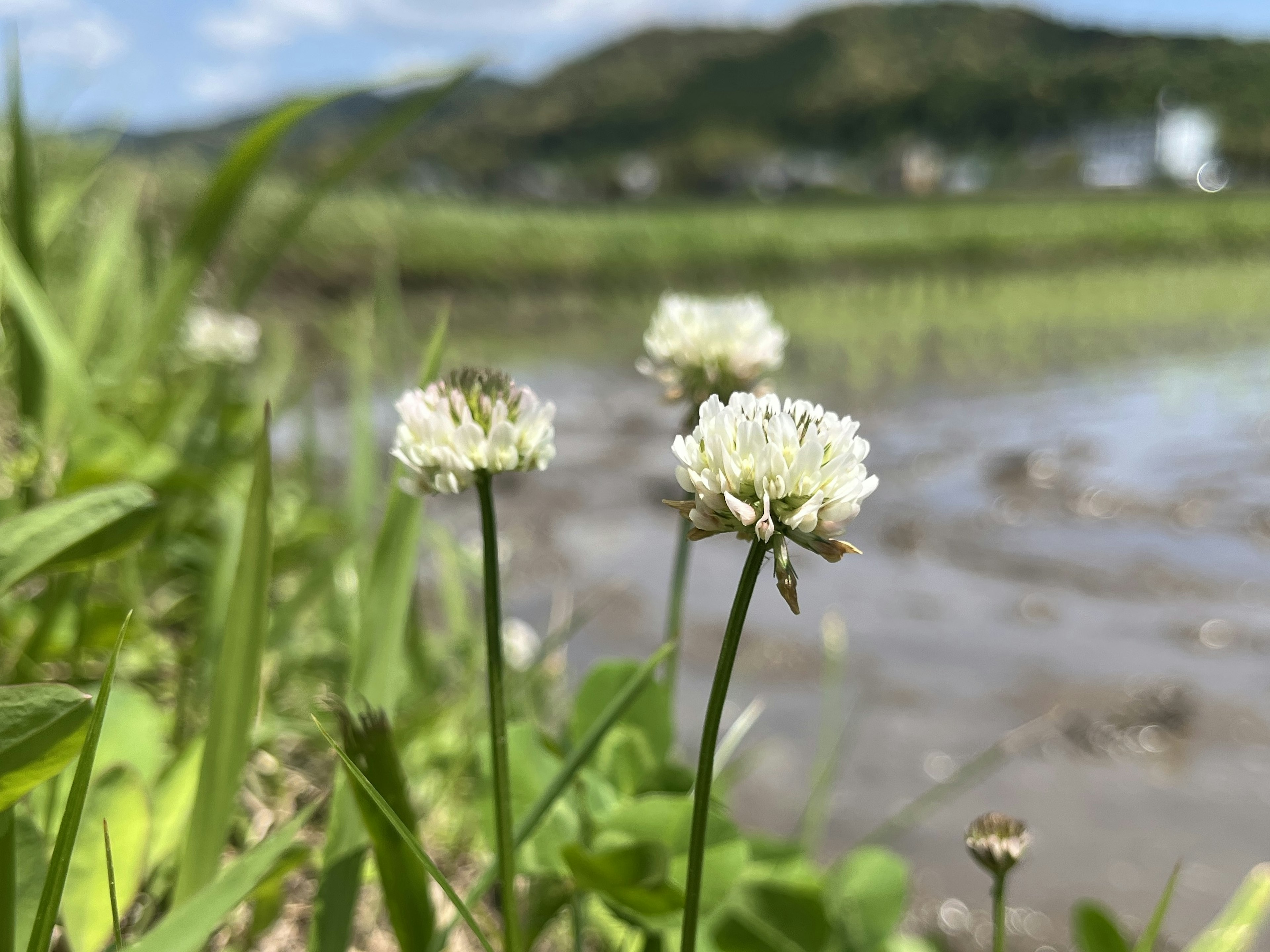 Bunga putih mekar di tepi air dengan rumput hijau subur