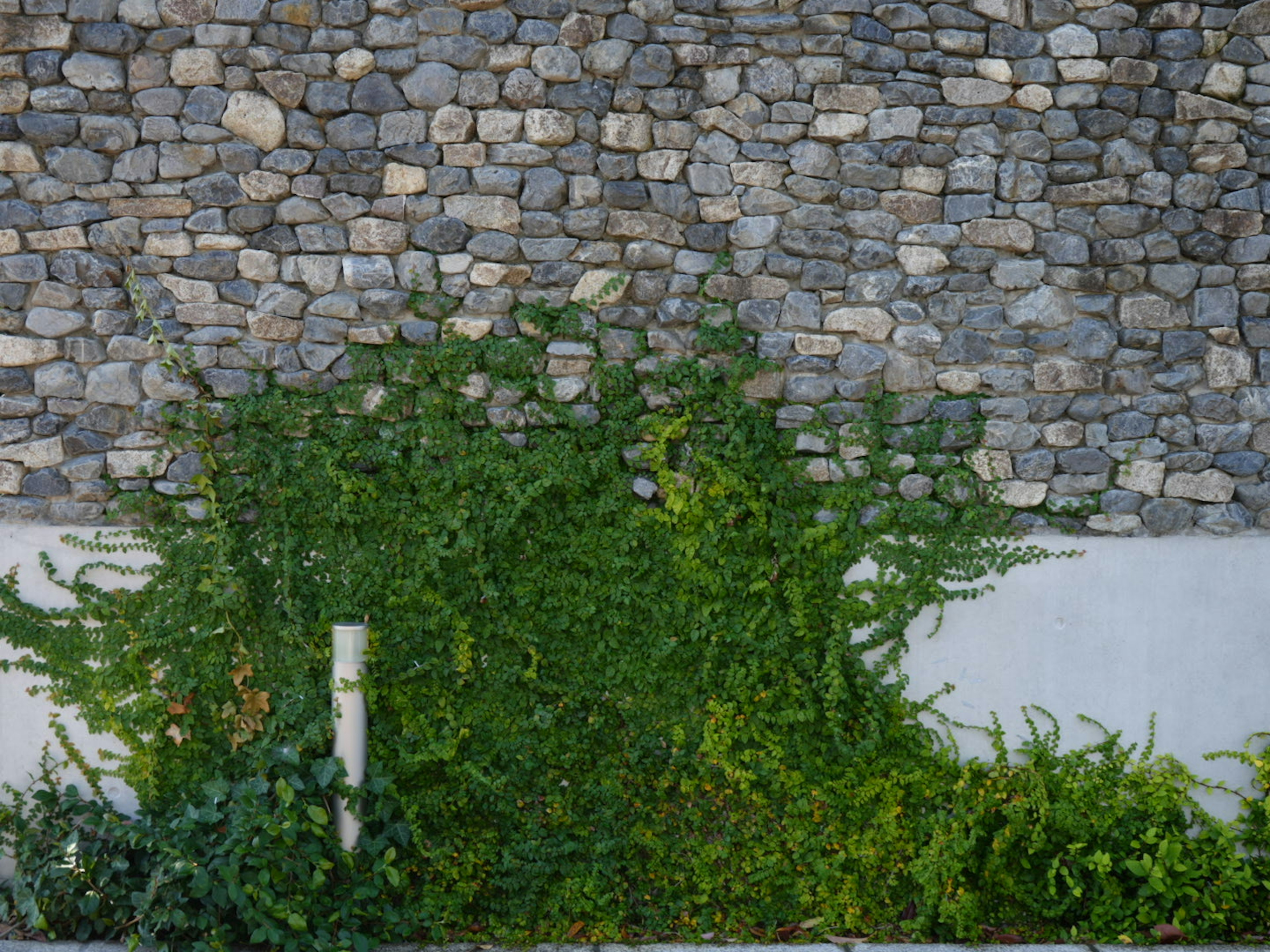 Stone wall with lush green plants at the base