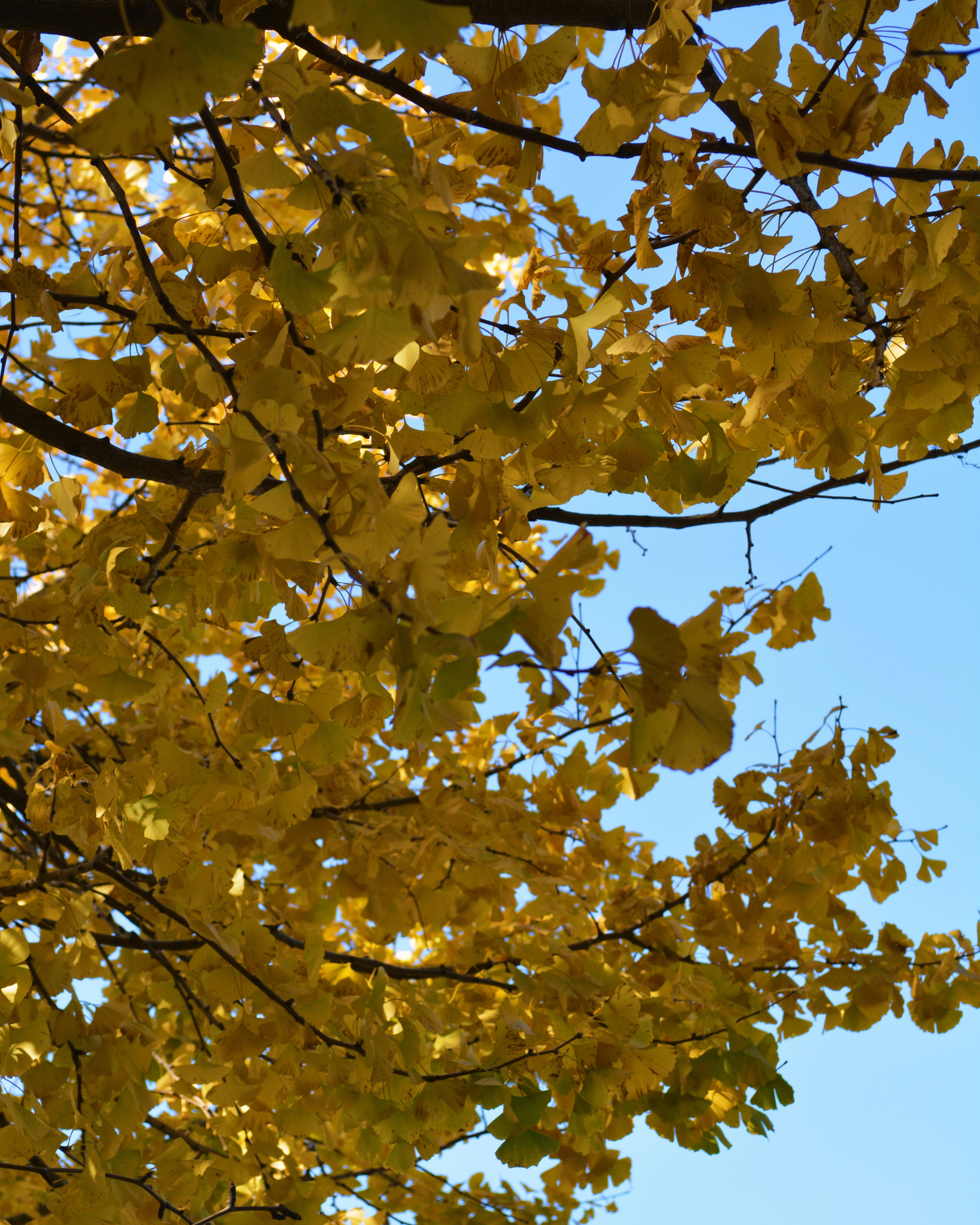 Tree branches with bright yellow leaves against a blue sky