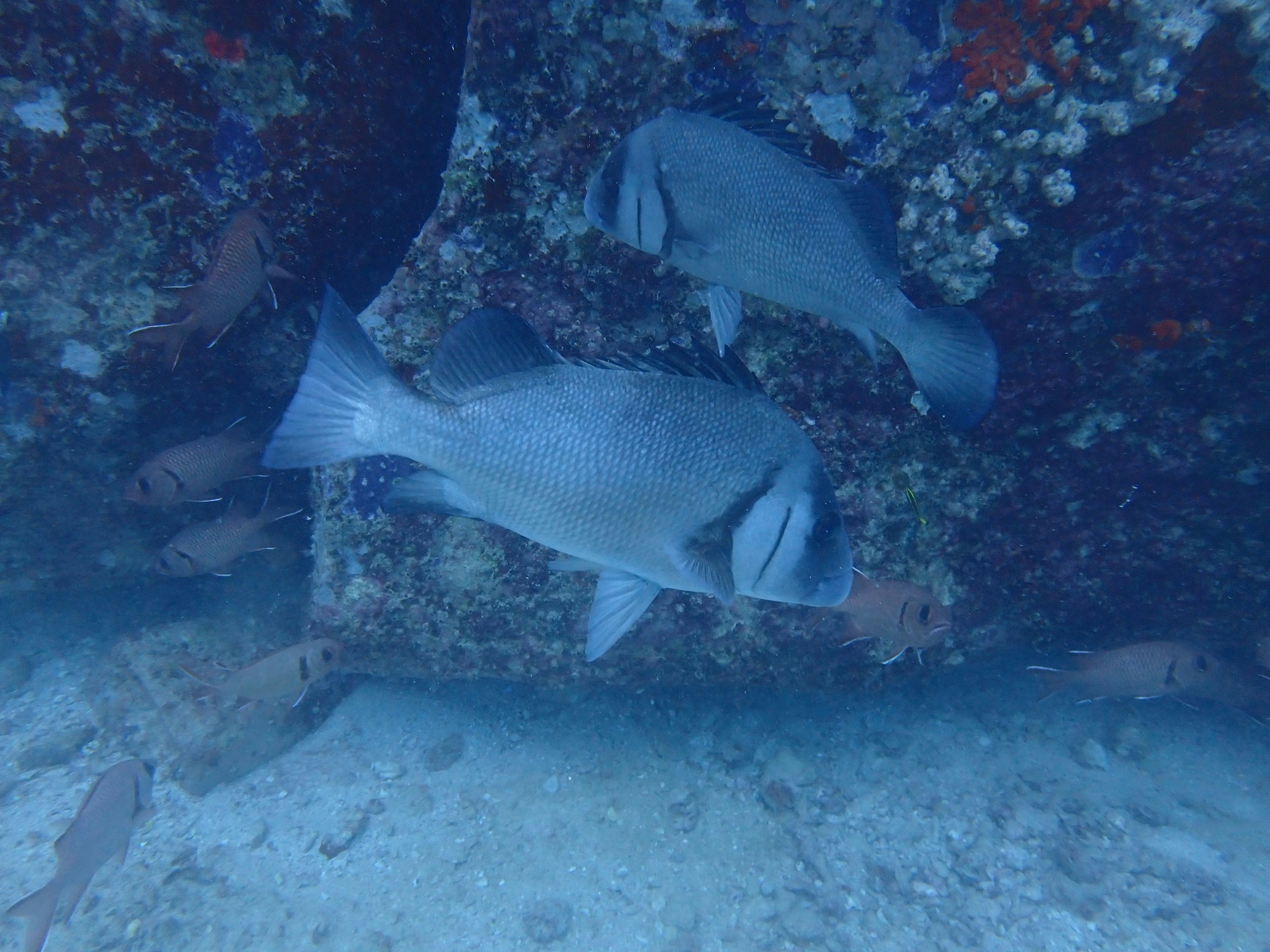 Grauer Fisch schwimmt unter Wasser mit einem anderen Fisch im Hintergrund