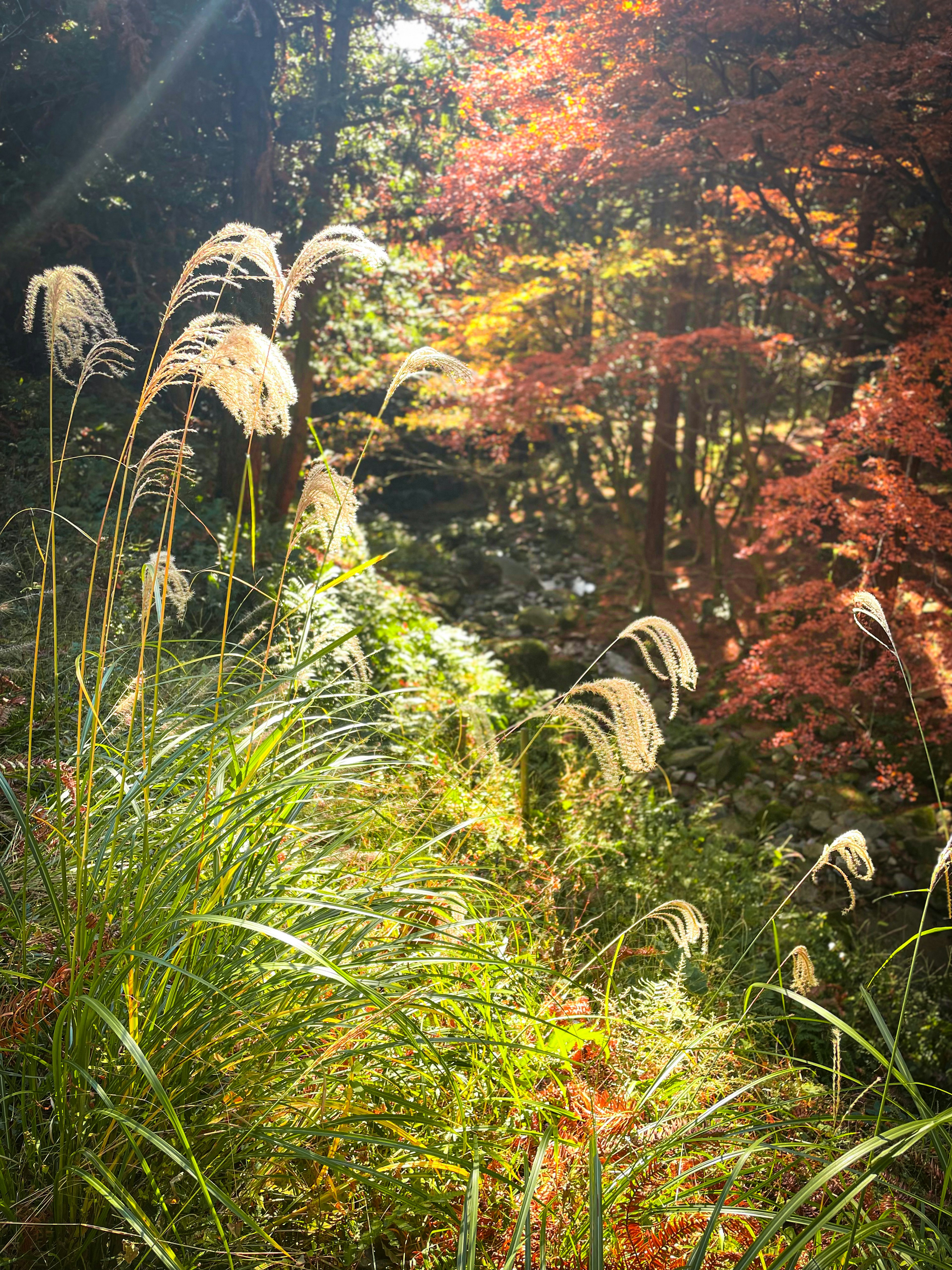 Paisaje natural con follaje de otoño y hierbas suaves