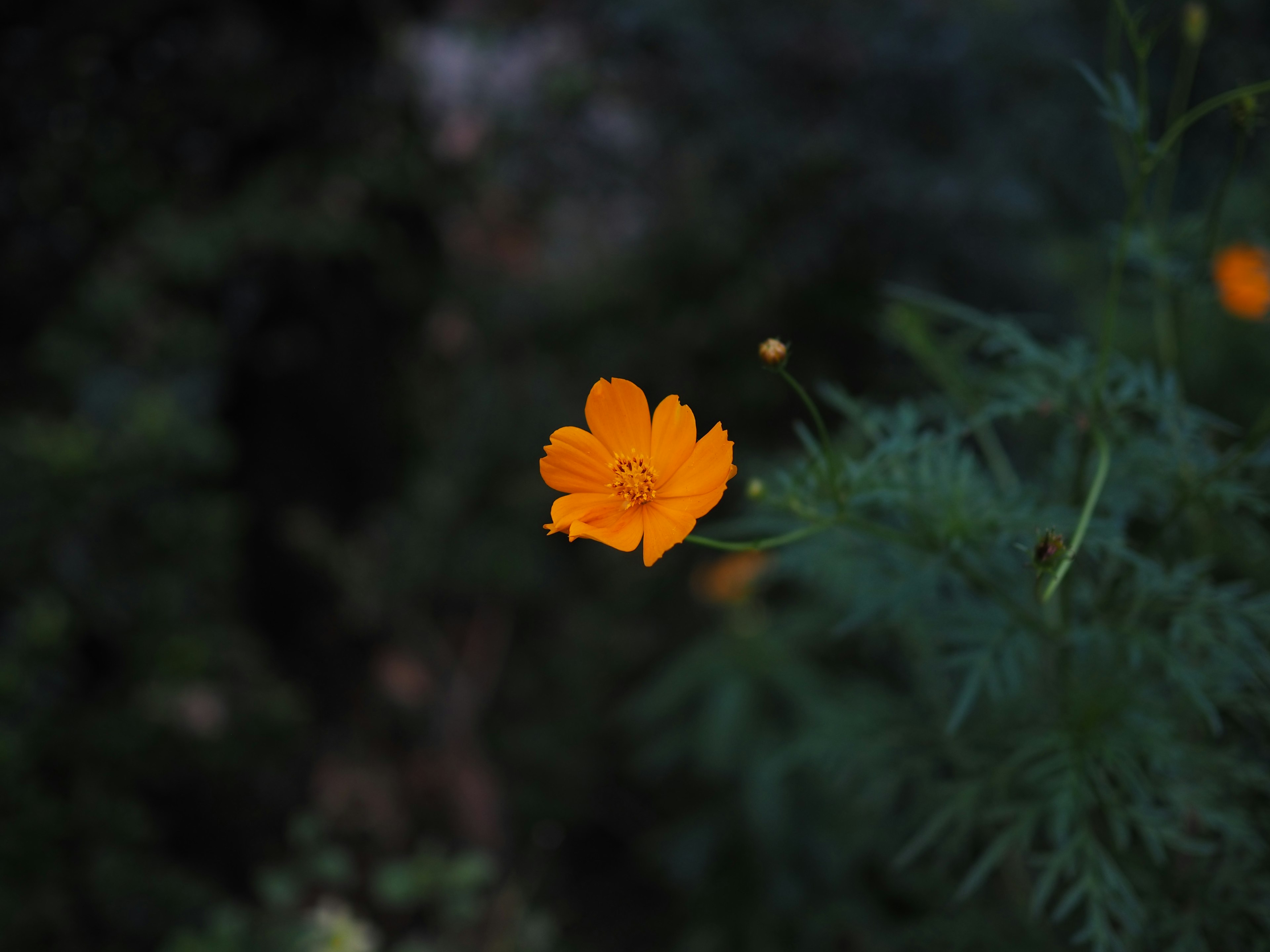 暗い背景に浮かぶ鮮やかなオレンジの花