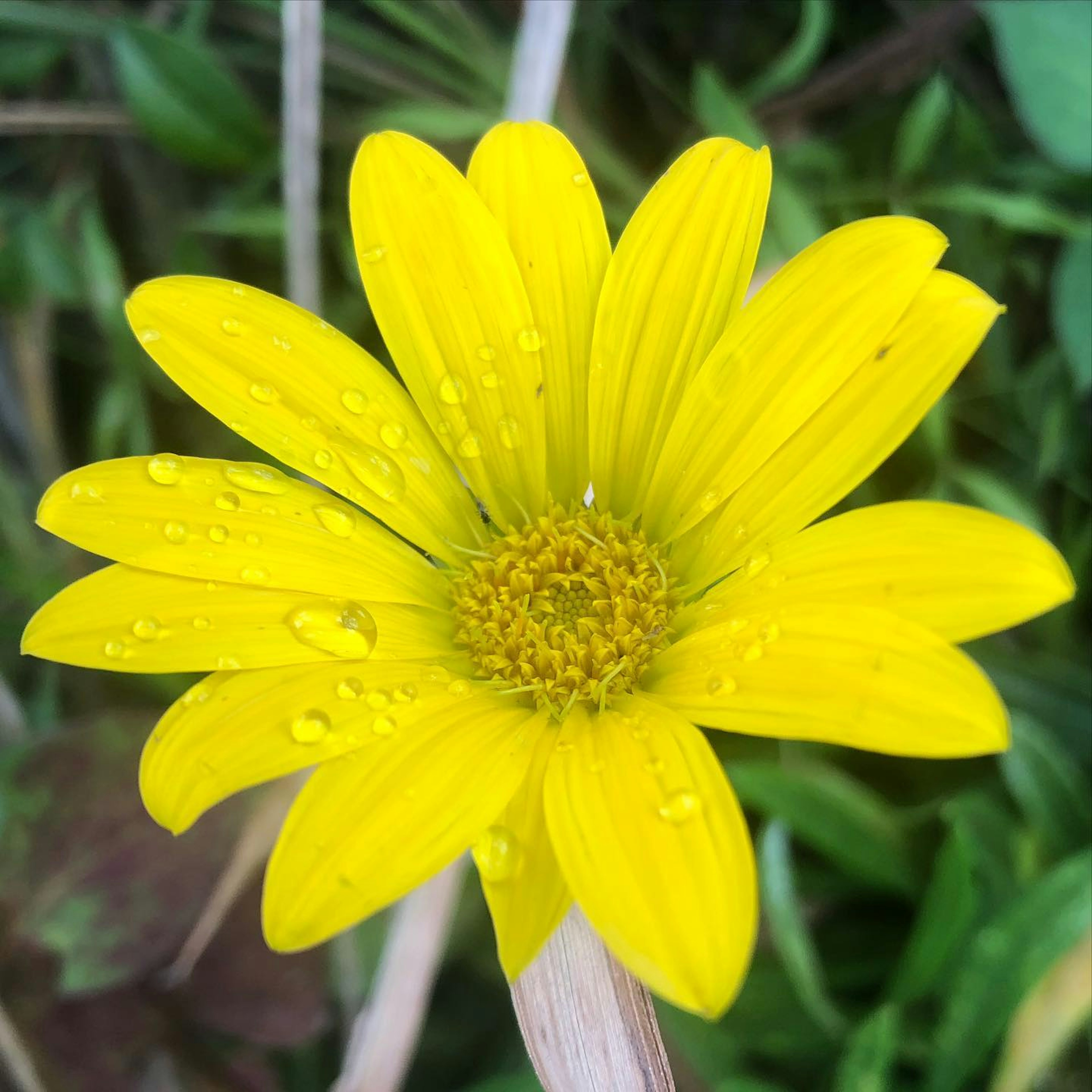 Gros plan d'une fleur jaune avec des gouttes d'eau