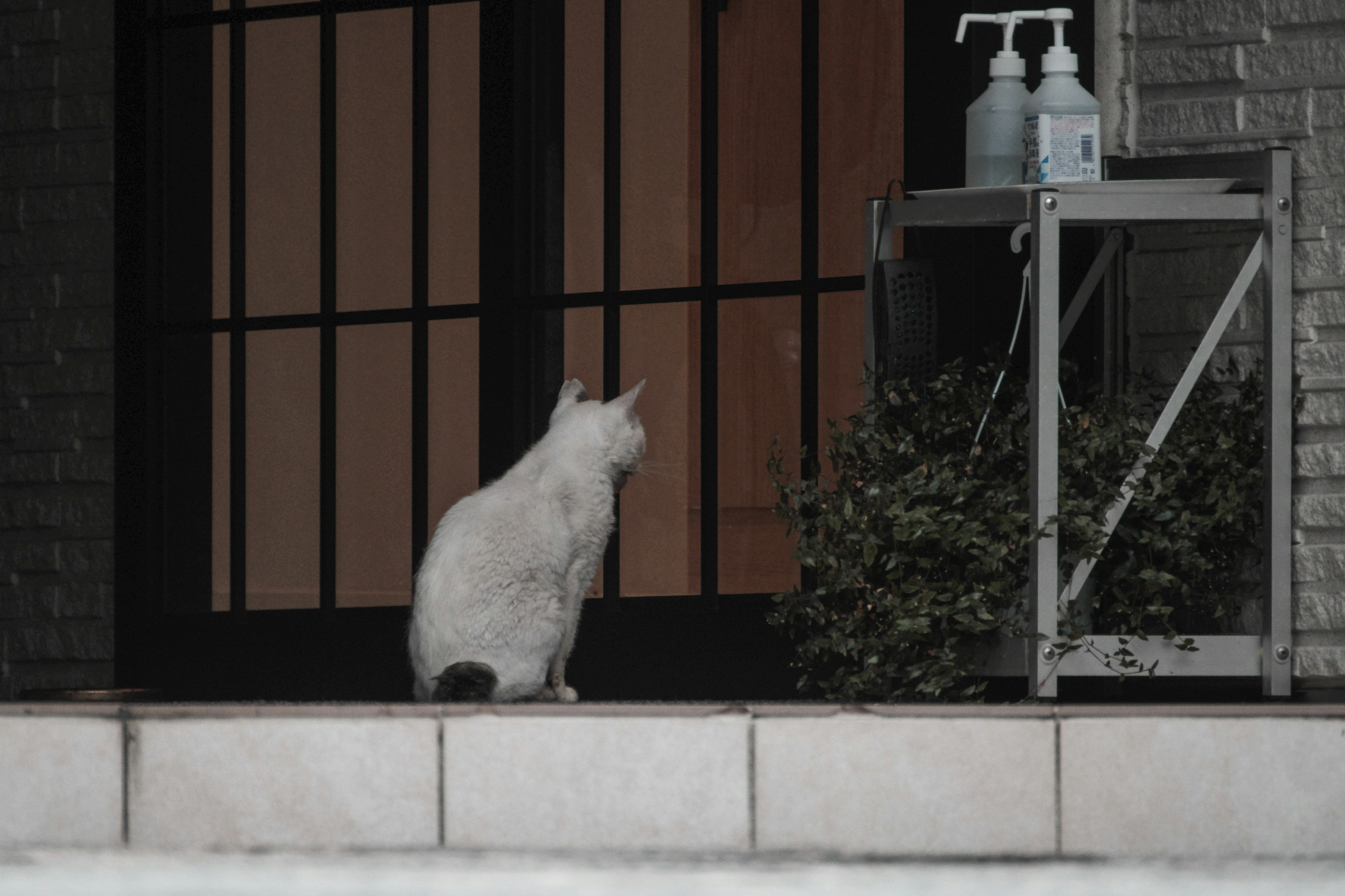 Un gatto bianco seduto davanti a una porta