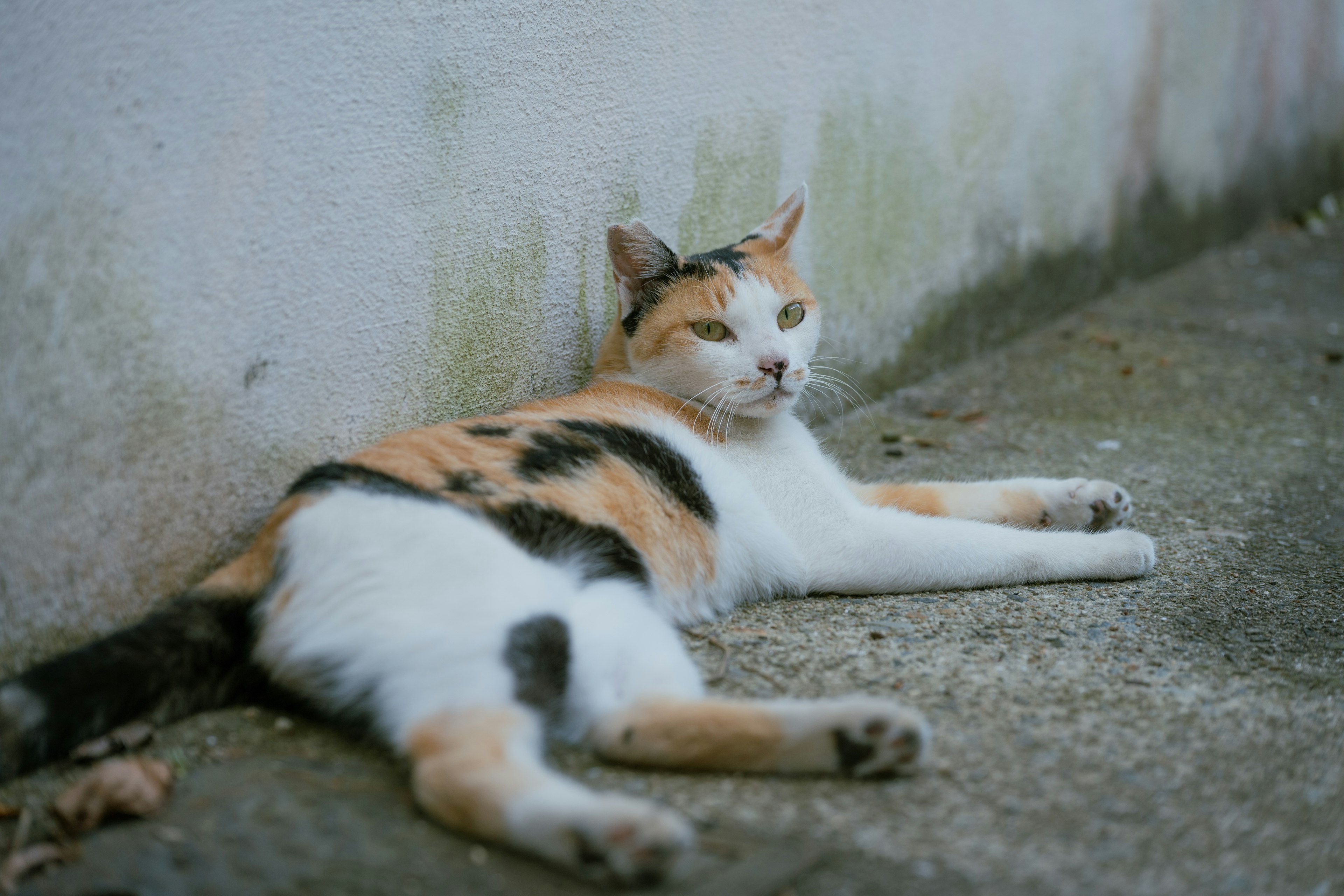 Eine calico Katze mit schwarzen und orangefarbenen Flecken, die neben einer Wand liegt