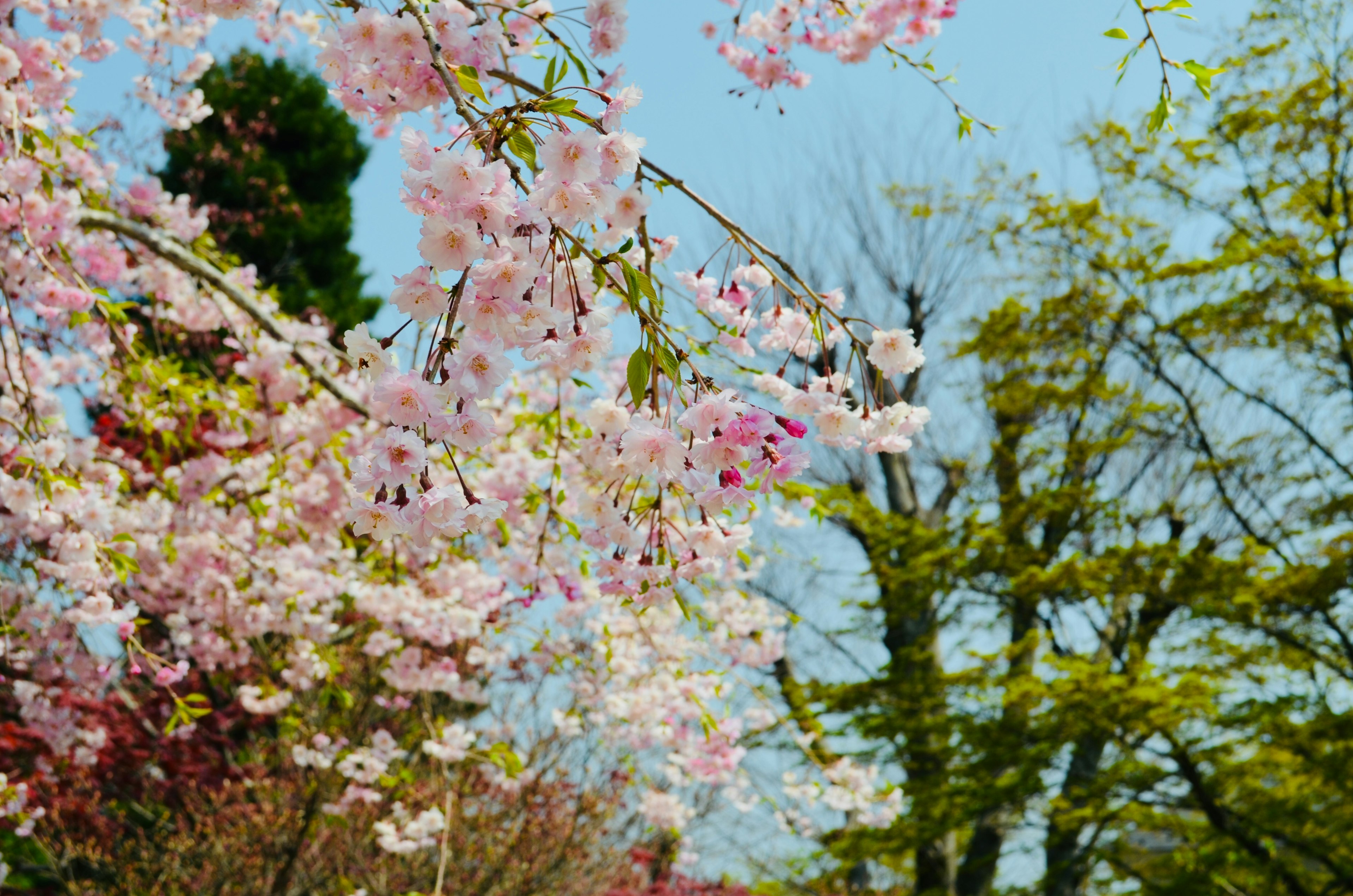 Zweige von Kirschblüten mit rosa Blumen vor einem blauen Himmel