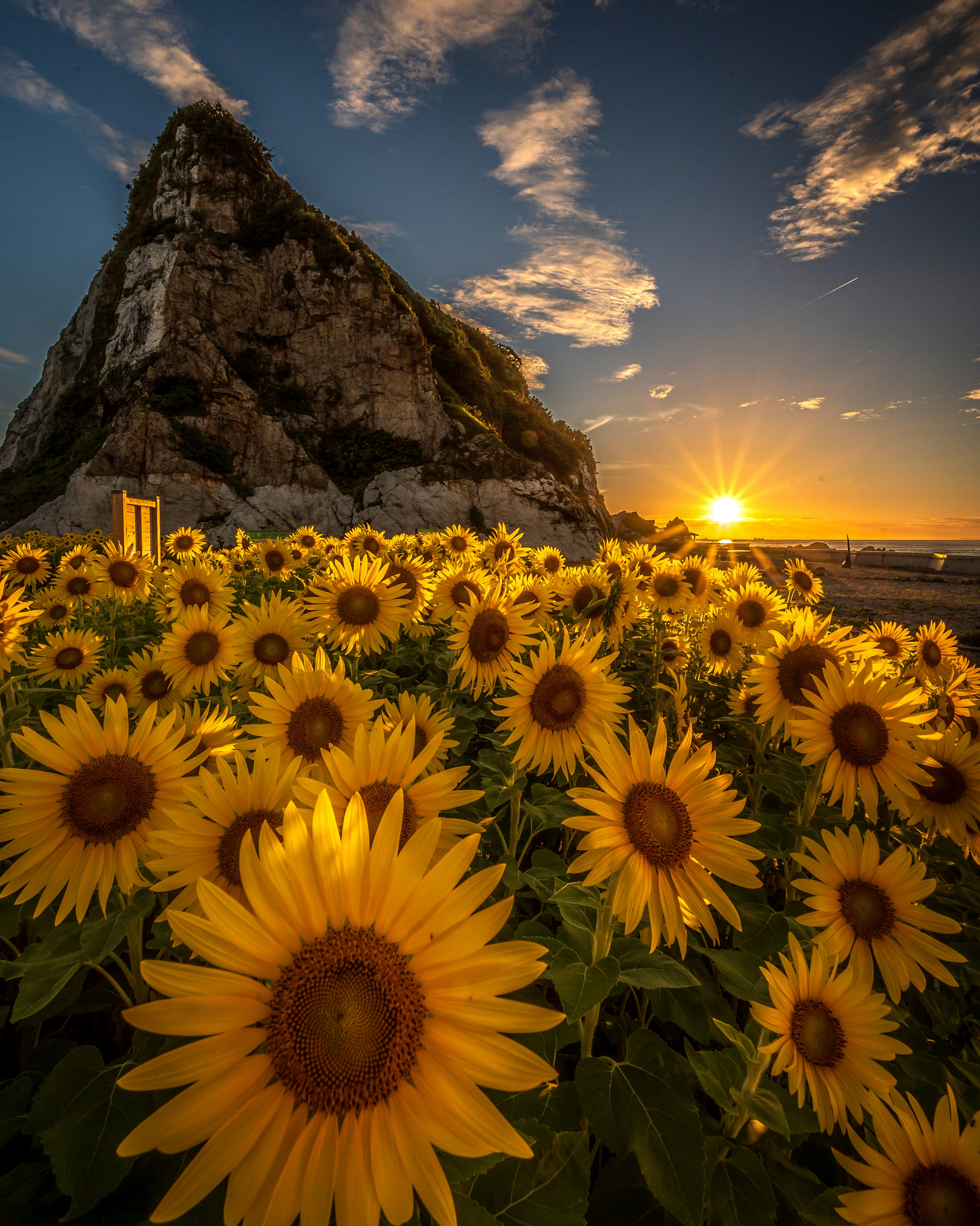 夕暮れの中で咲くひまわりの花とその背後にある山