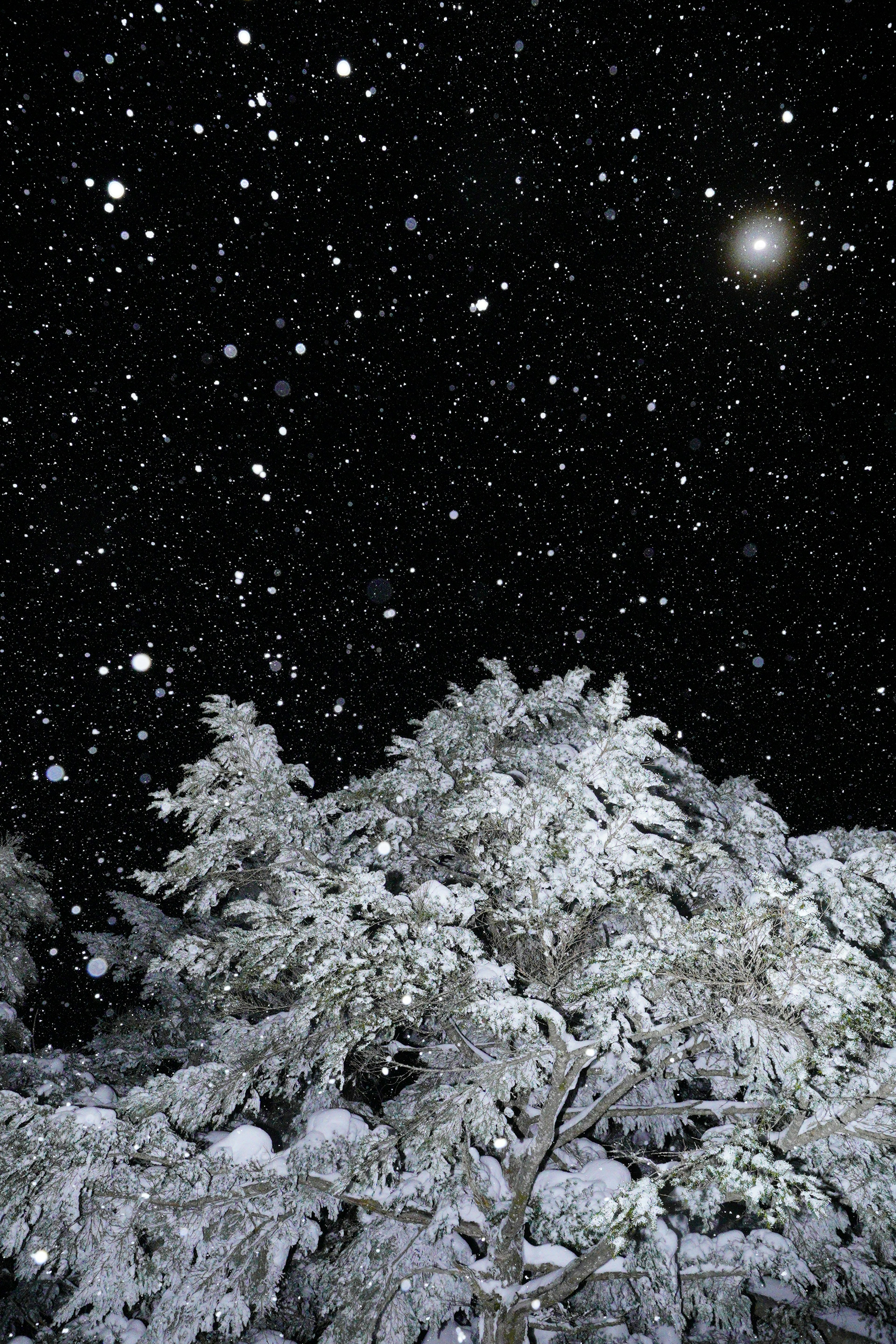 Snow-covered trees under a starry night sky