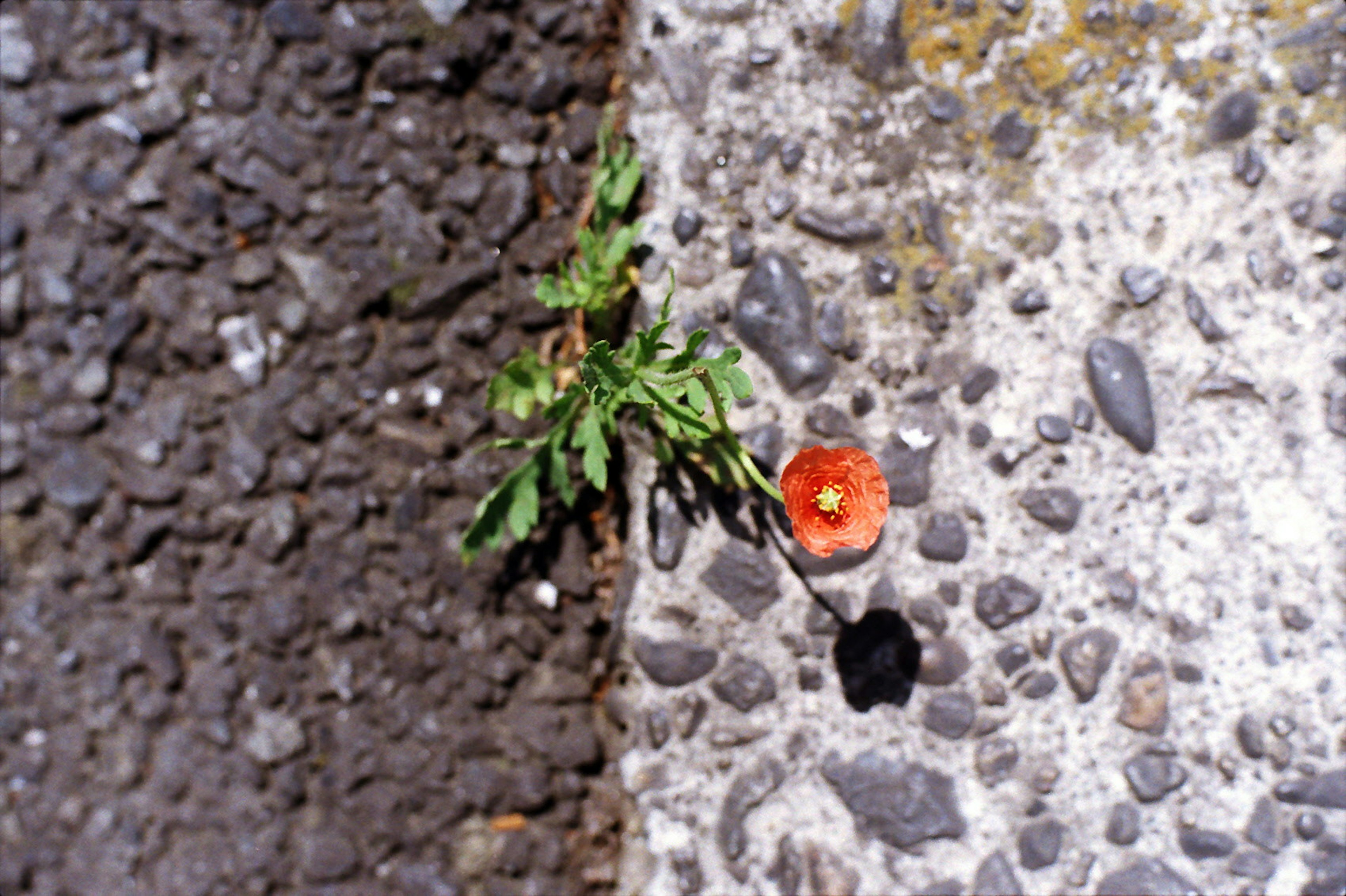 Grünem Unkraut und roter Blume, die durch Risse im Pflaster wachsen