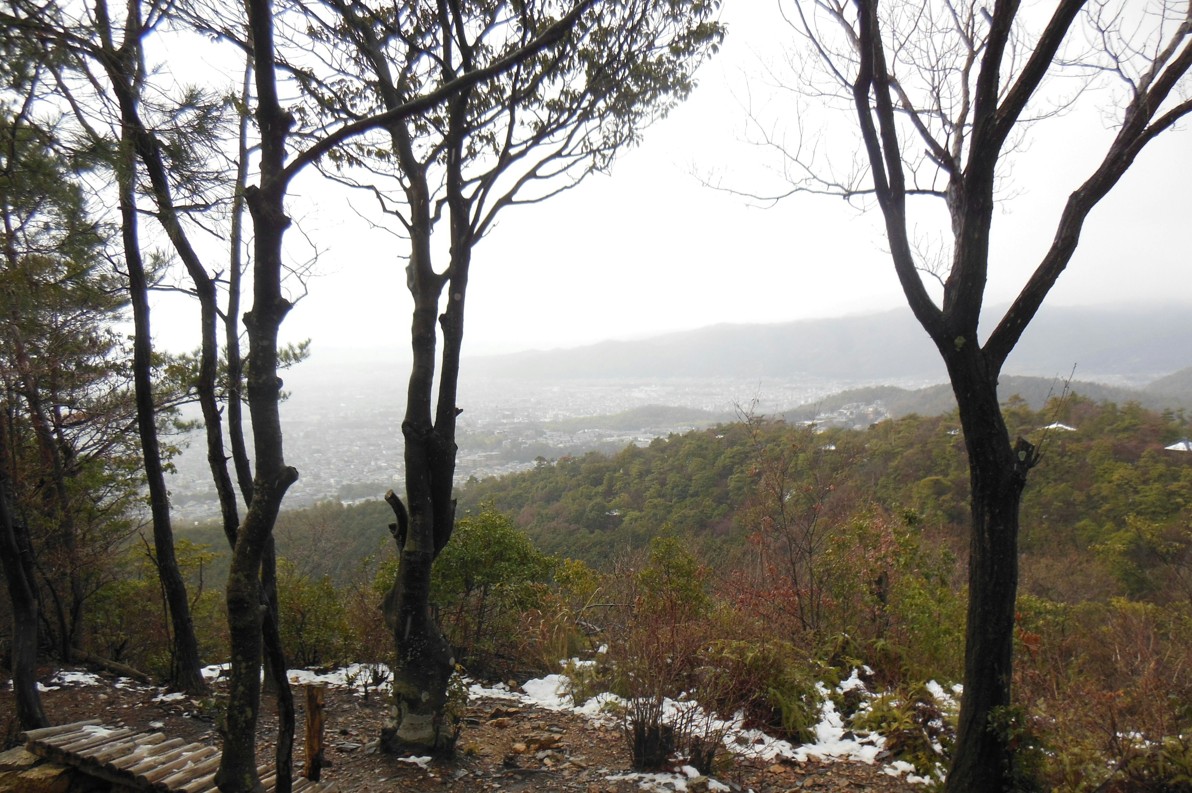 霧の中の山の風景と木々のシルエット